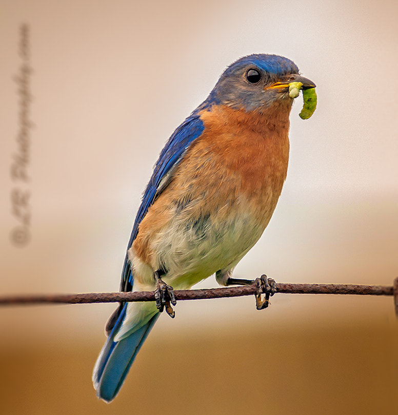 Nikon D200 sample photo. 400-4.jpg photography