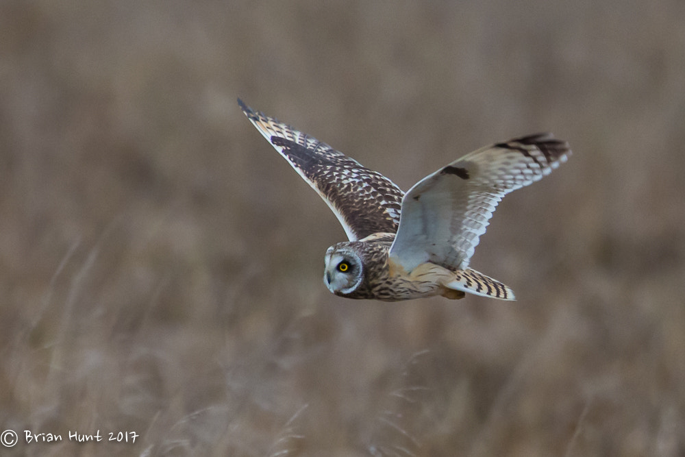Canon EF 500mm F4L IS II USM sample photo. Short eared hunter photography