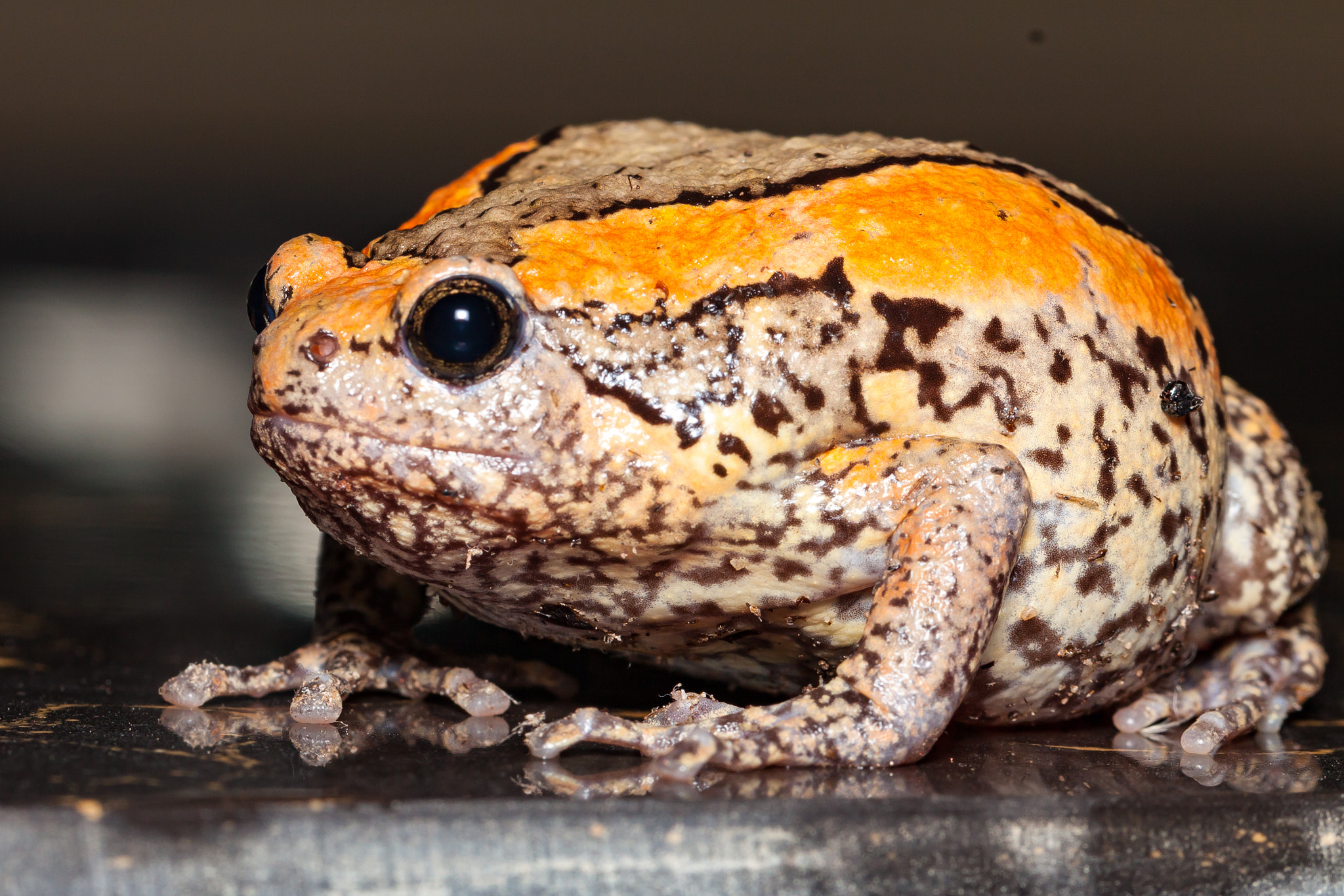 Canon EF 100mm F2.8L Macro IS USM sample photo. Banded bullfrog photography