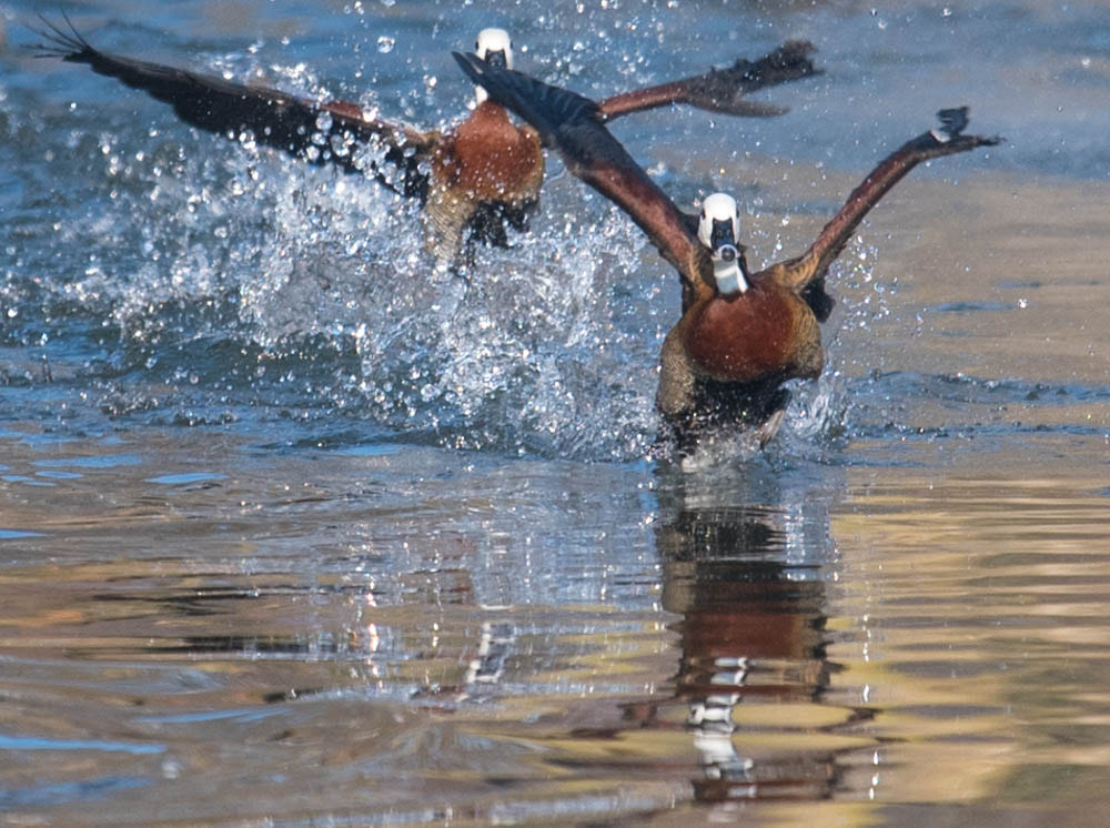 Nikon Nikkor AF-S 300mm F4E PF ED VR sample photo. En vol d'oies égyptiennes photography
