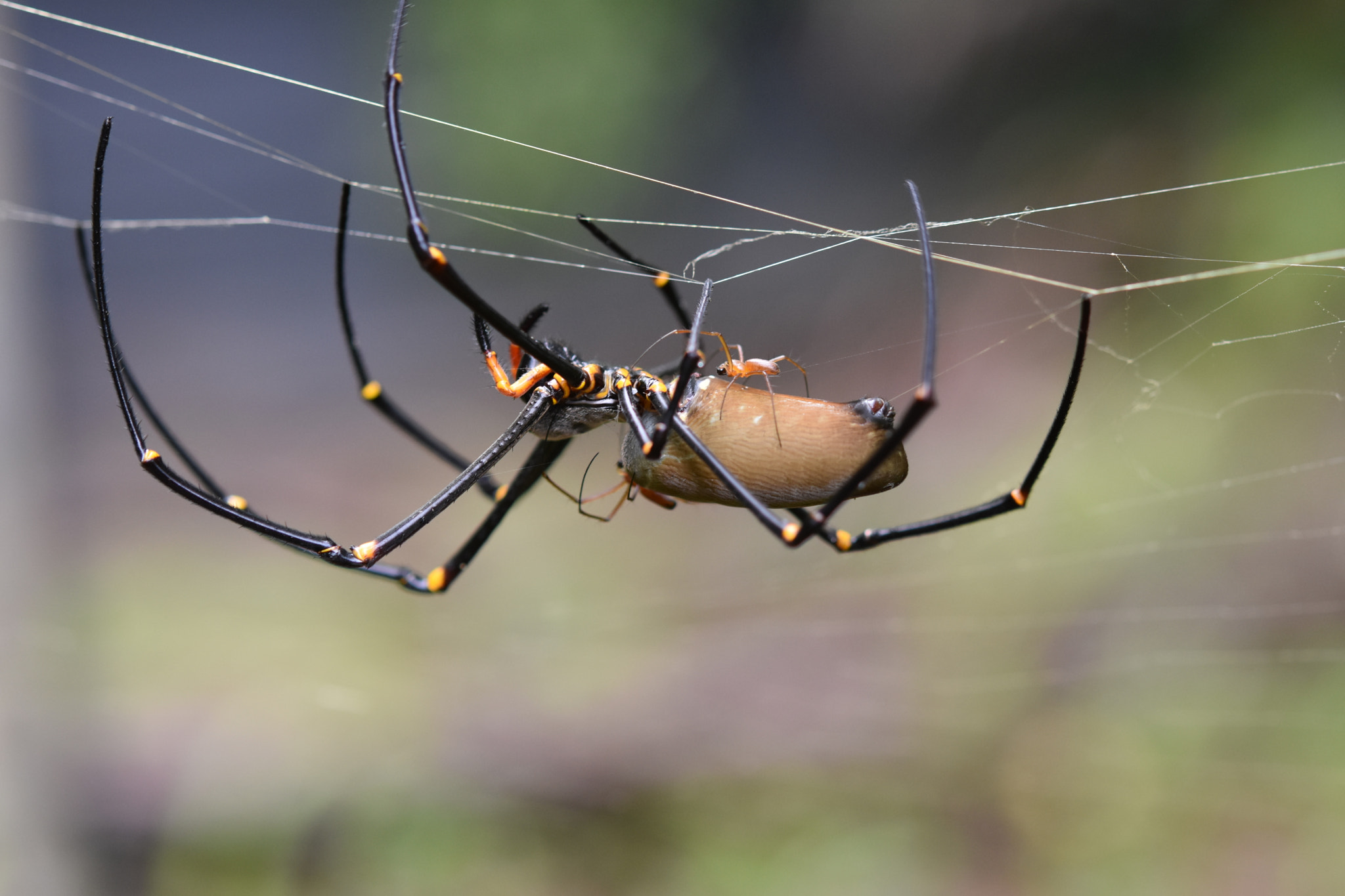 Nikon AF-S Micro-Nikkor 60mm F2.8G ED sample photo. Golden orb and partners 1 photography
