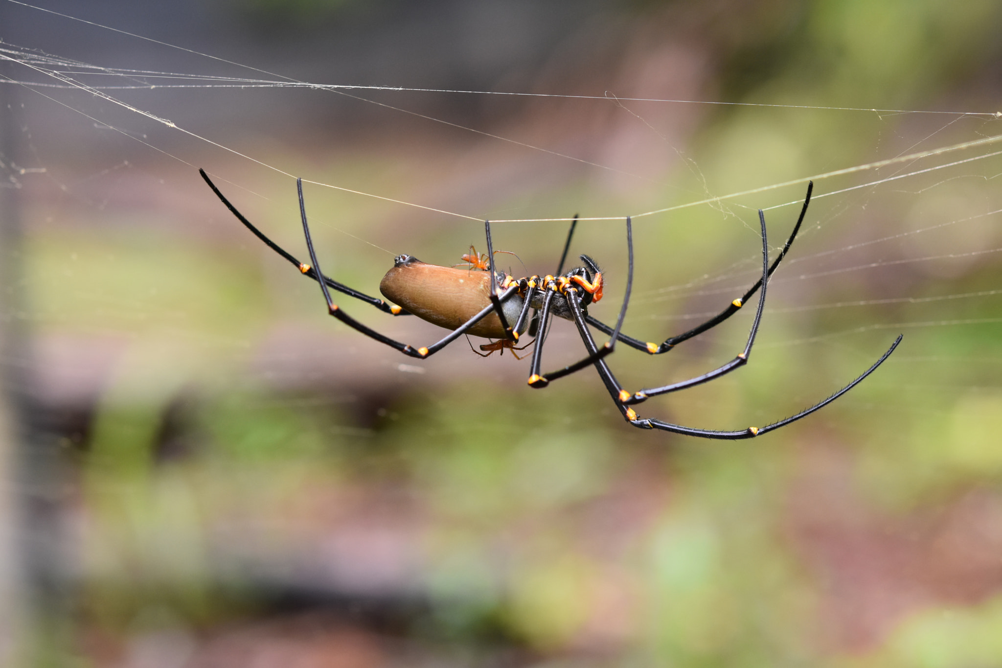 Nikon AF-S Micro-Nikkor 60mm F2.8G ED sample photo. Golden orb and partners photography