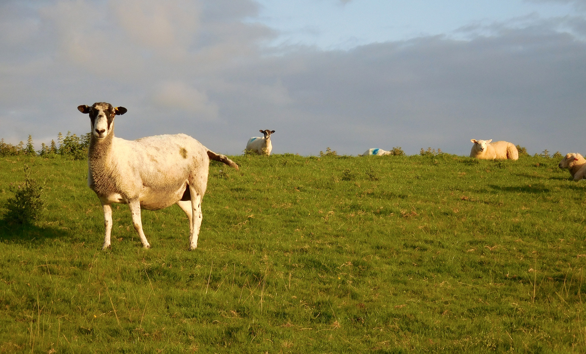 Nikon Coolpix S6900 sample photo. Sheep in lake district photography