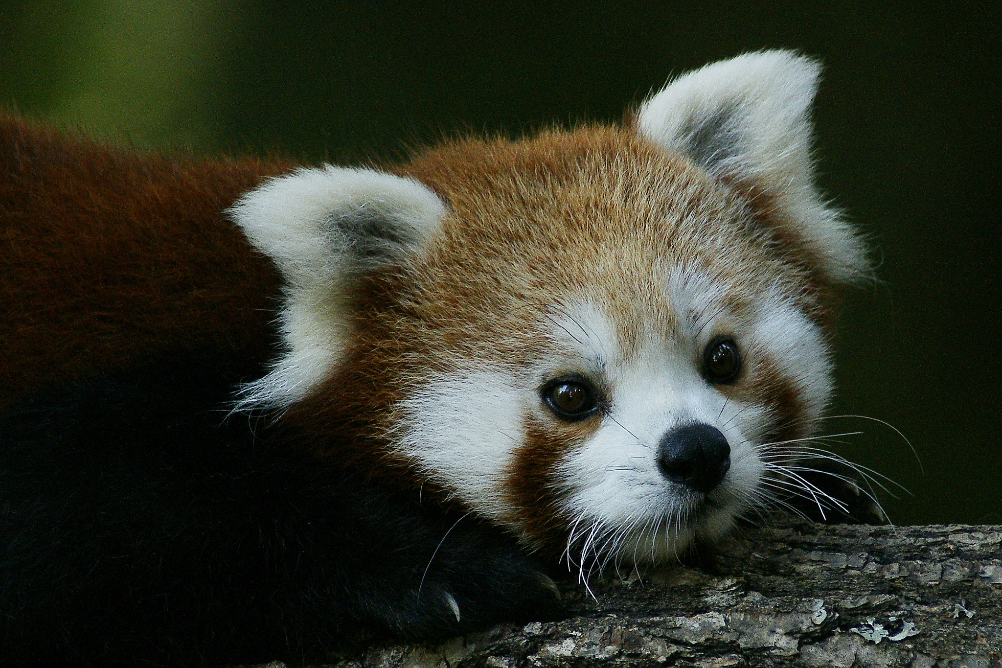 Red panda by Branko Frelih / 500px