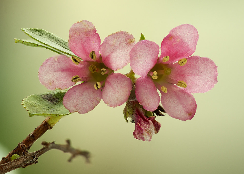 Tamron SP AF 90mm F2.8 Di Macro sample photo. The spring knocked at my window photography