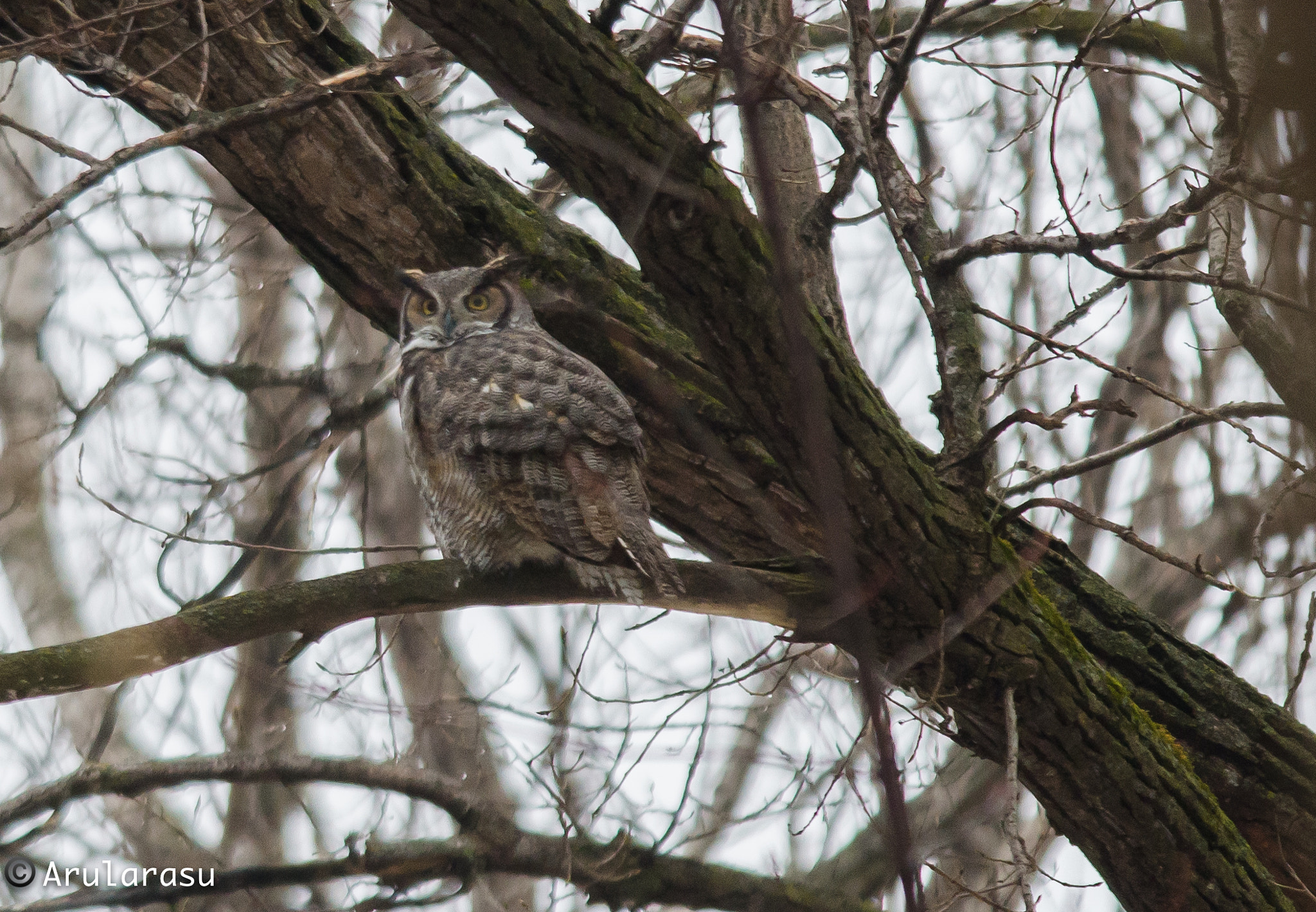 Nikon D7000 + Nikon AF-S Nikkor 300mm F4D ED-IF sample photo. Great horned owl photography