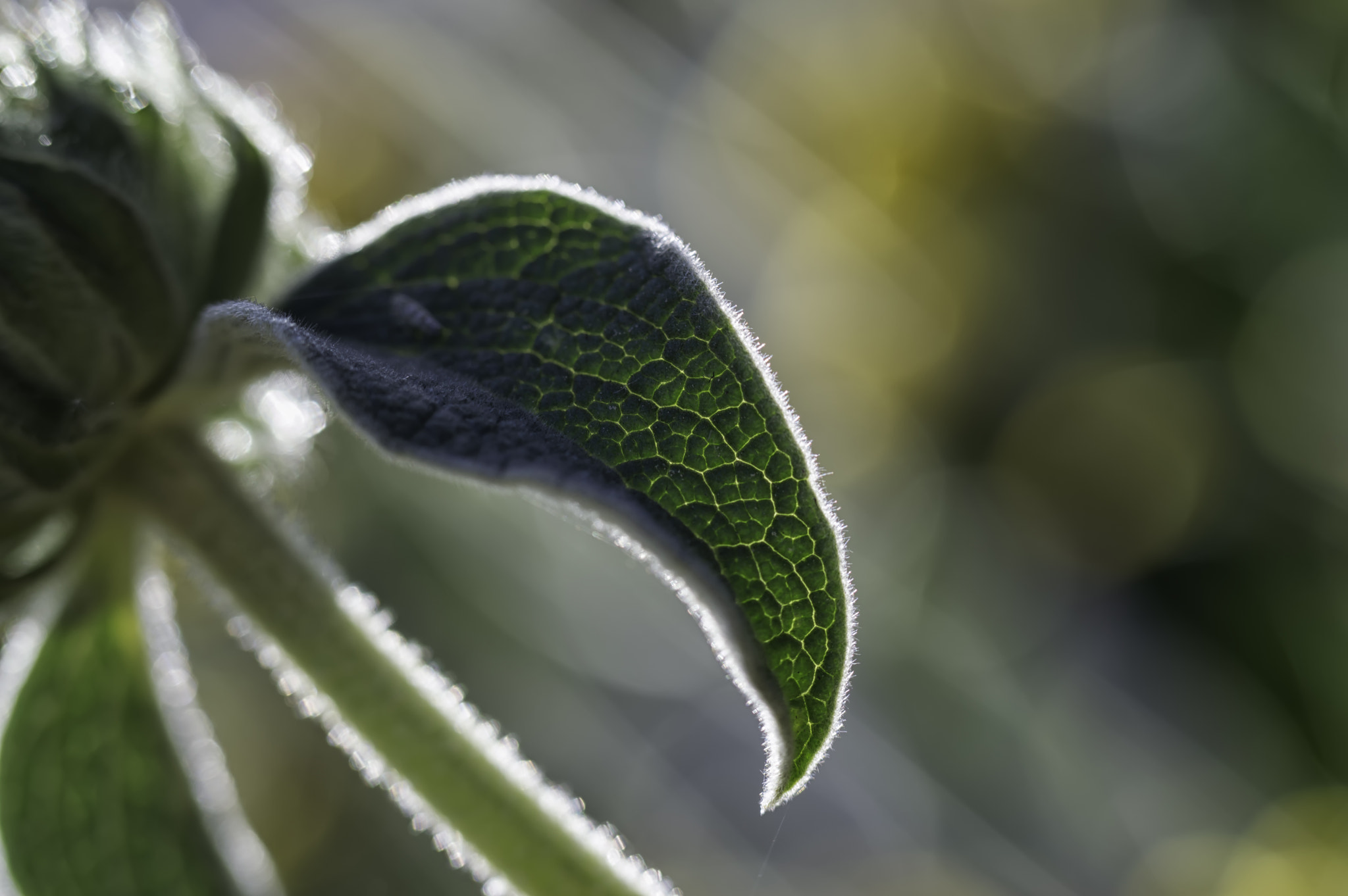 Nikon D3200 sample photo. Leaf in sun photography