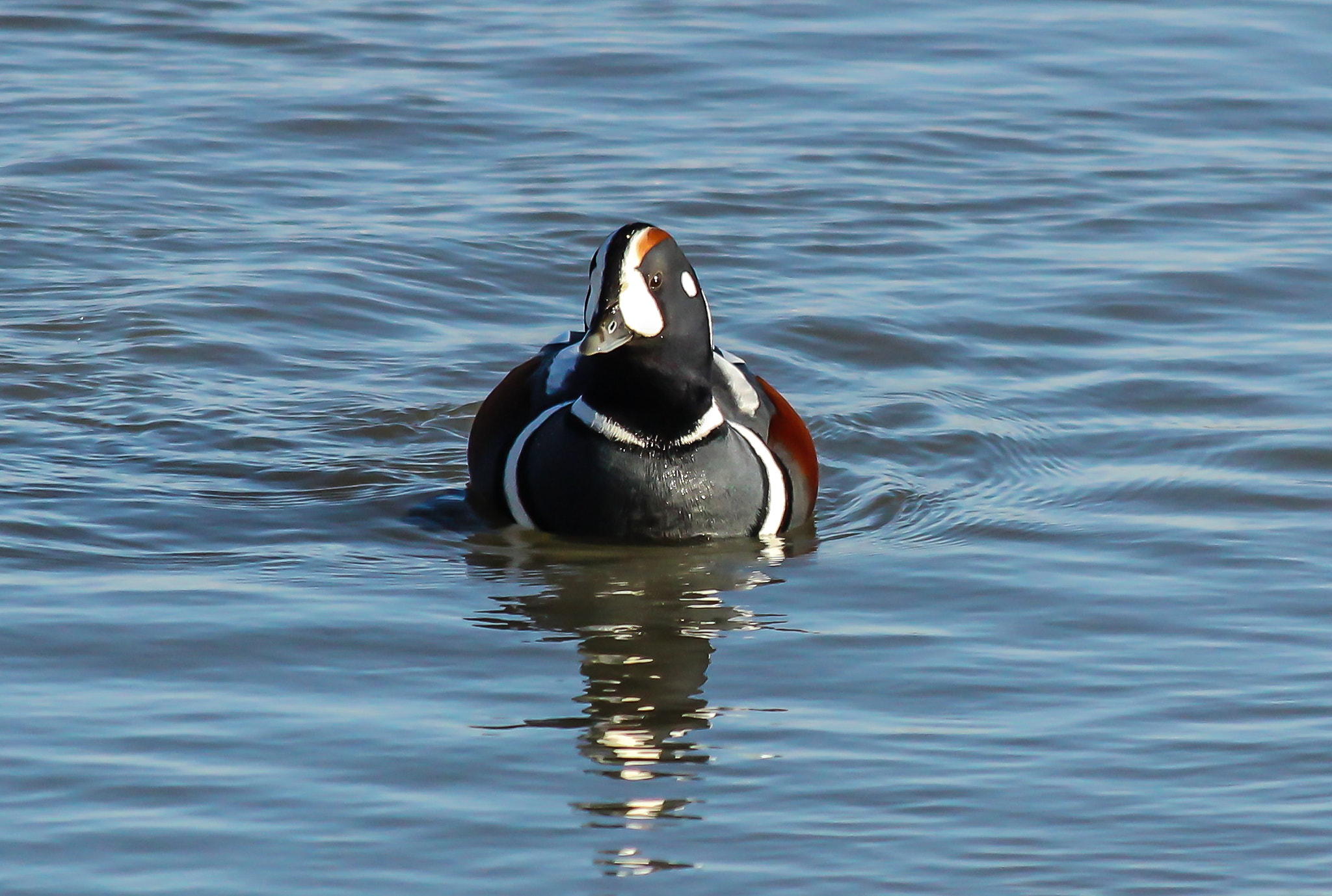 Canon EF 70-300mm F4-5.6 IS USM sample photo. Harlequin photography