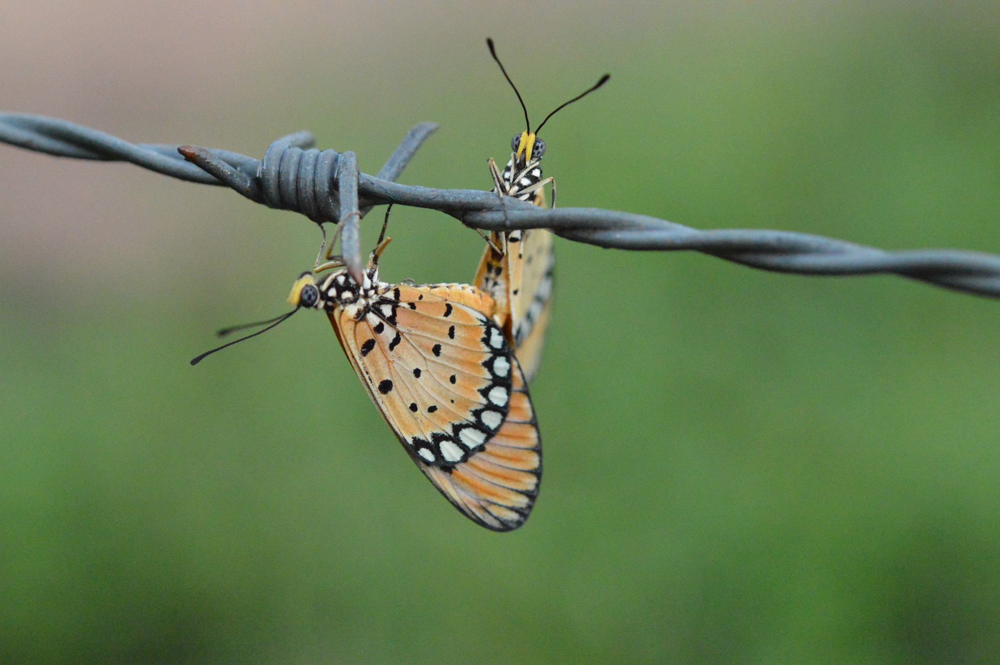 Nikon D3200 + Nikon AF-S Micro-Nikkor 60mm F2.8G ED sample photo. Courting? butterflies photography