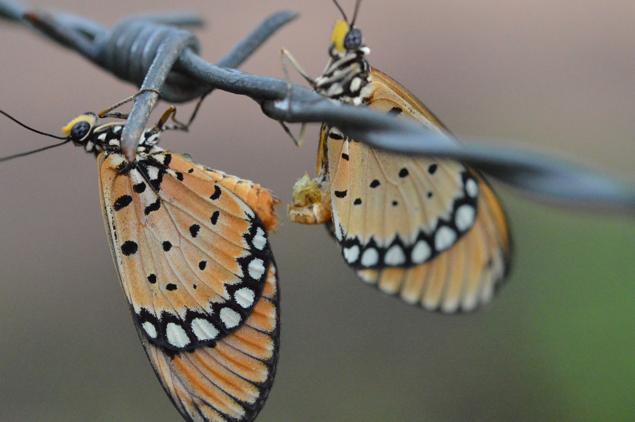 Nikon AF-S Micro-Nikkor 60mm F2.8G ED sample photo. Butterflies creating photography