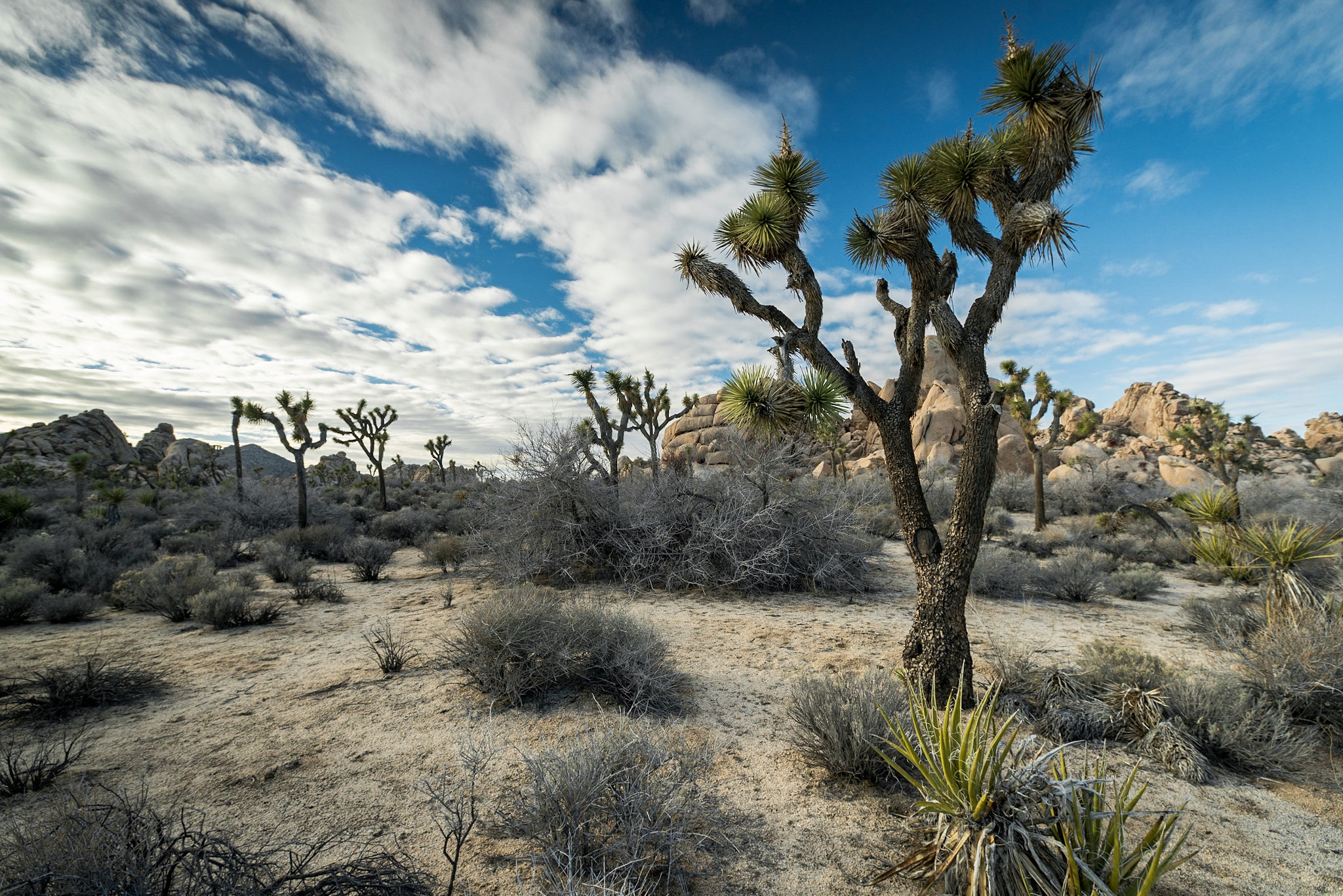 Sony a7R II + Canon EF 16-35mm F2.8L II USM sample photo. Joshua trees after rain photography