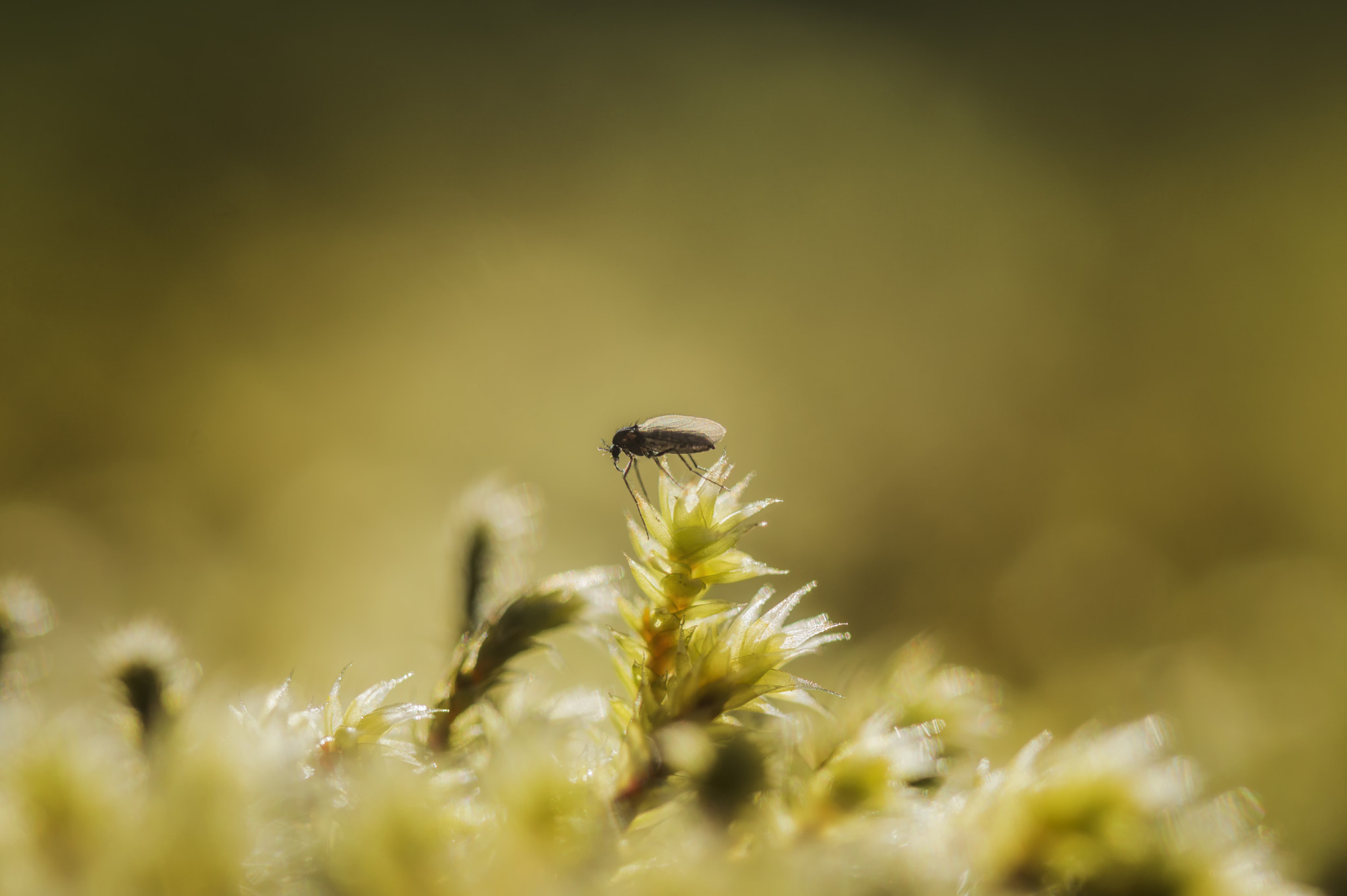 Nikon D3200 sample photo. Midge and morning light photography