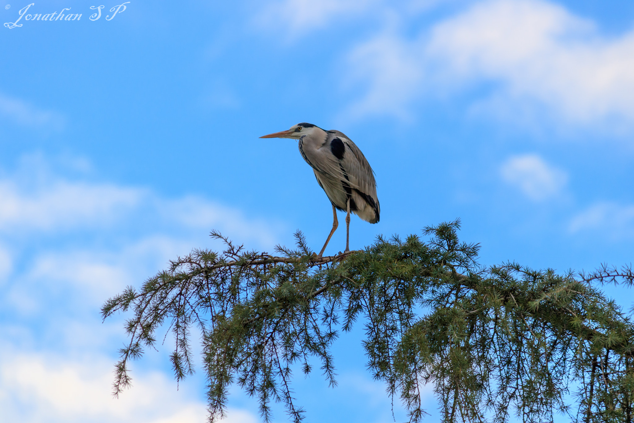 Canon EF-S 55-250mm F4-5.6 IS sample photo. Mg photography