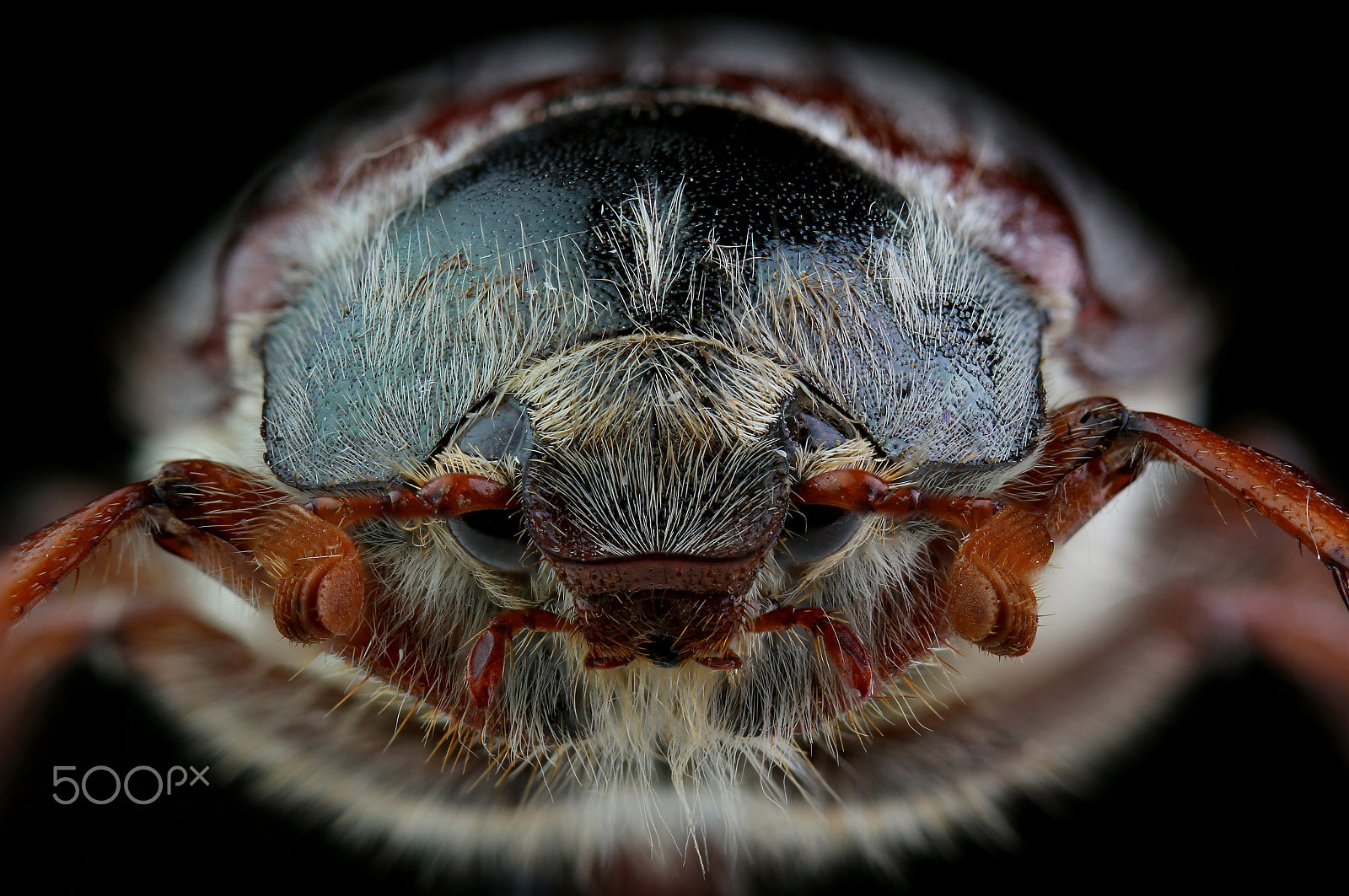 Canon EF 100mm F2.8 Macro USM sample photo. Head of cockchafer. extreme macro photography