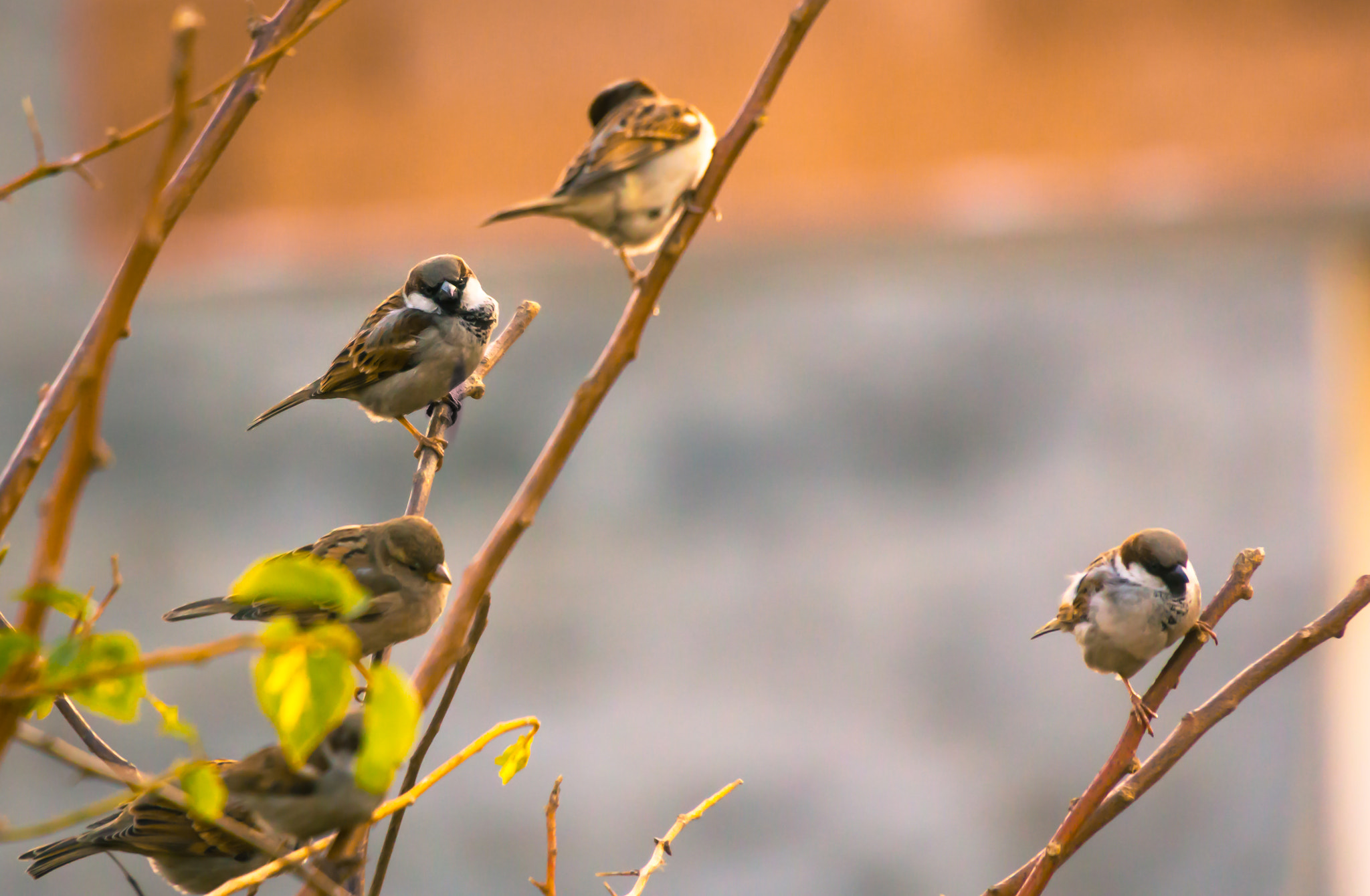 Canon EOS 60D sample photo. Group photography