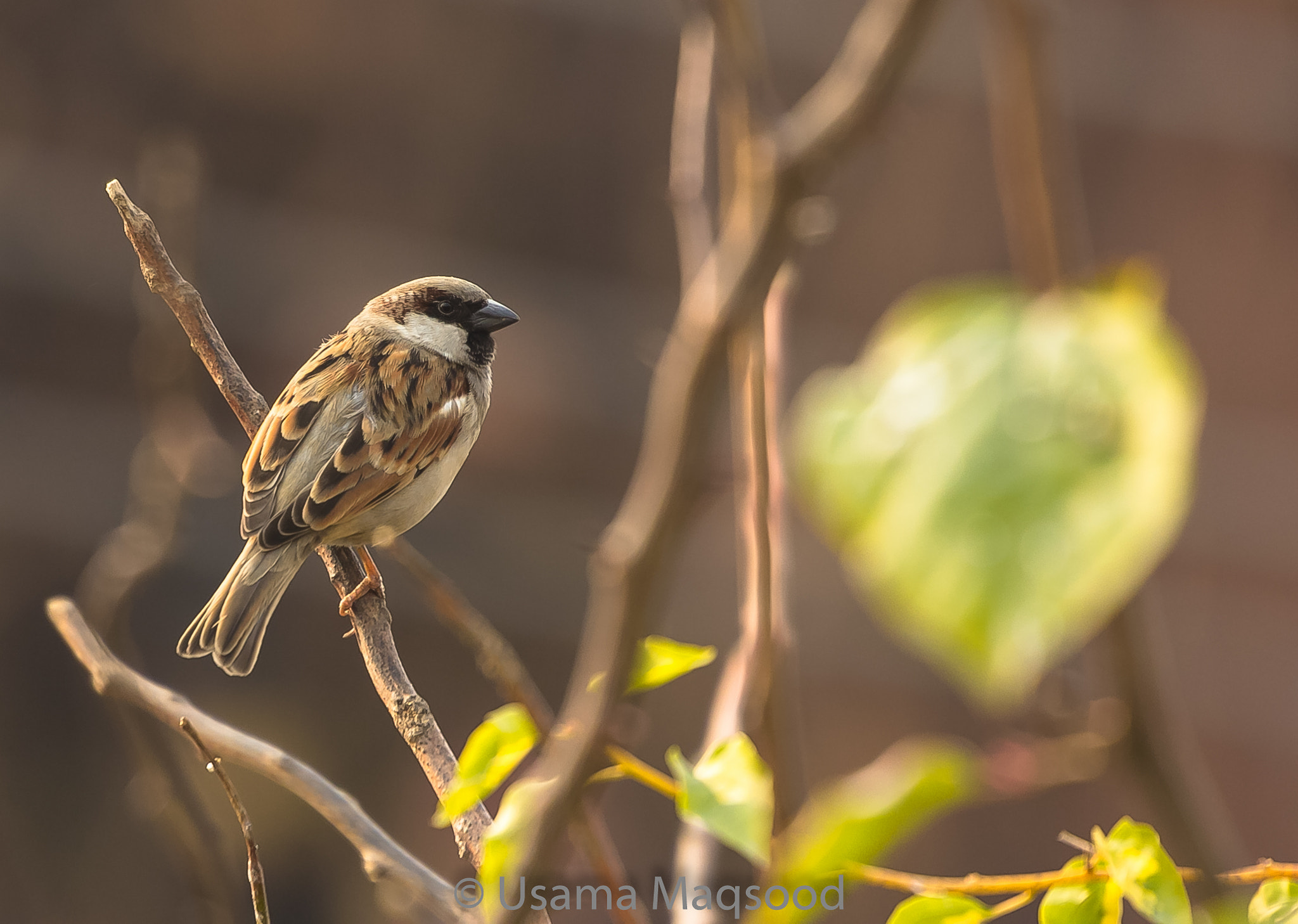 Canon EOS 60D sample photo. Shinny morning photography