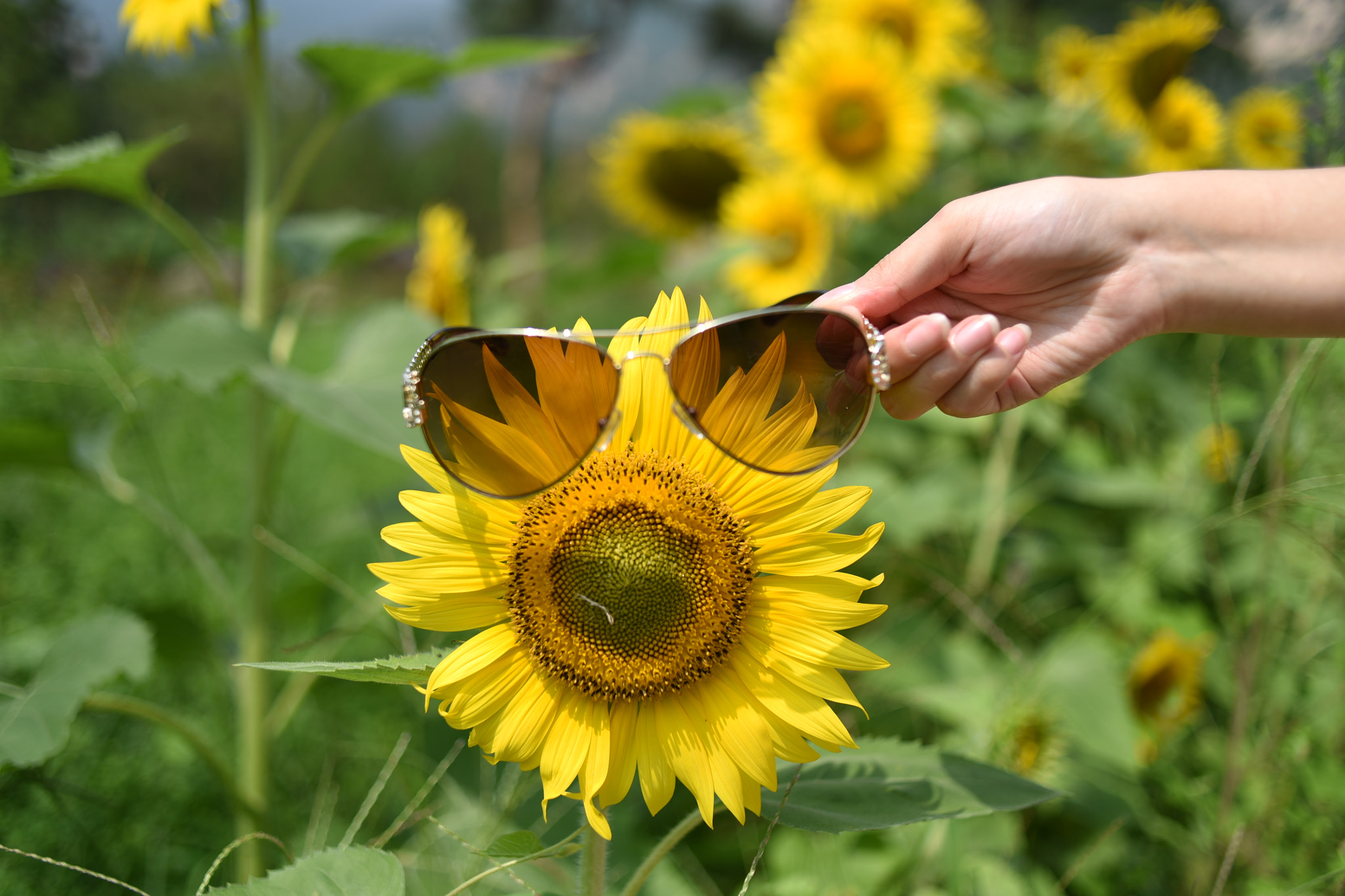 Nikon AF Nikkor 35mm F2D sample photo. We all love nature photography