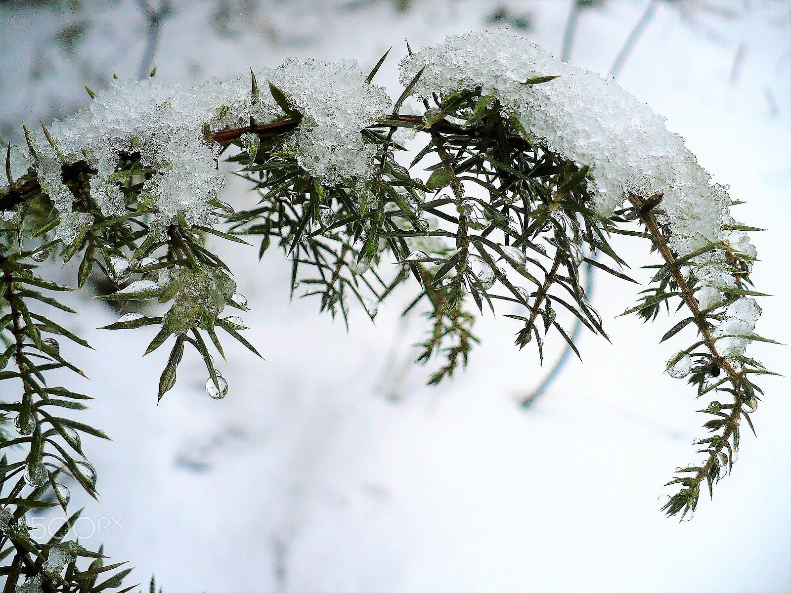 Panasonic DMC-LZ7 sample photo. Juniper branch photography