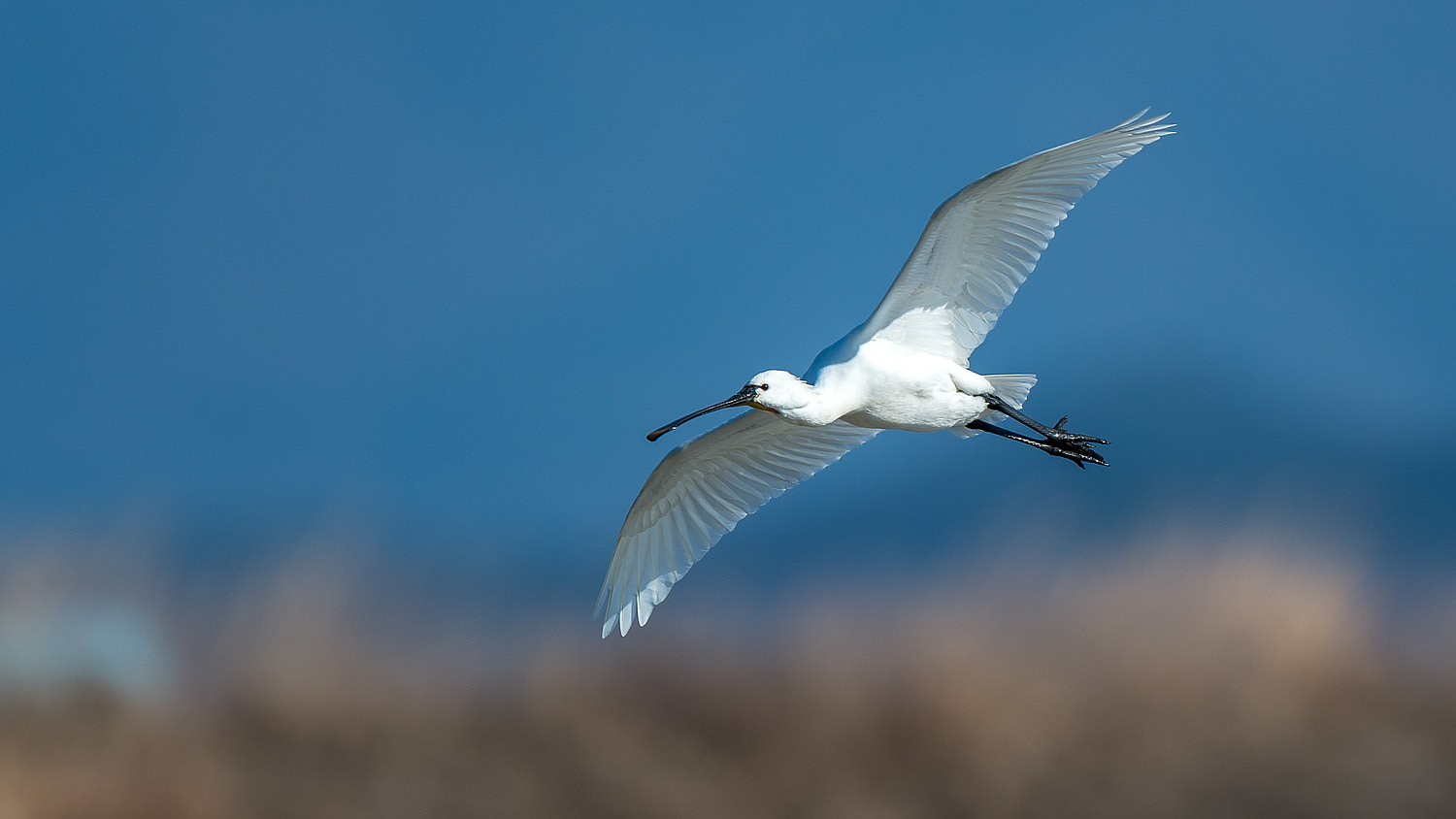 Nikon AF-S Nikkor 600mm F4E FL ED VR sample photo. Spoonbill photography
