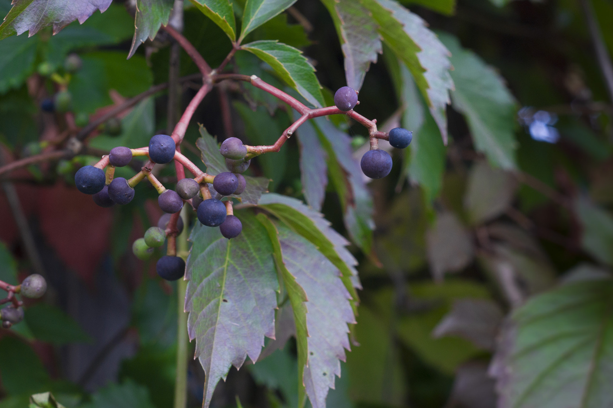 Sony Alpha DSLR-A550 + Minolta AF 50mm F1.7 sample photo