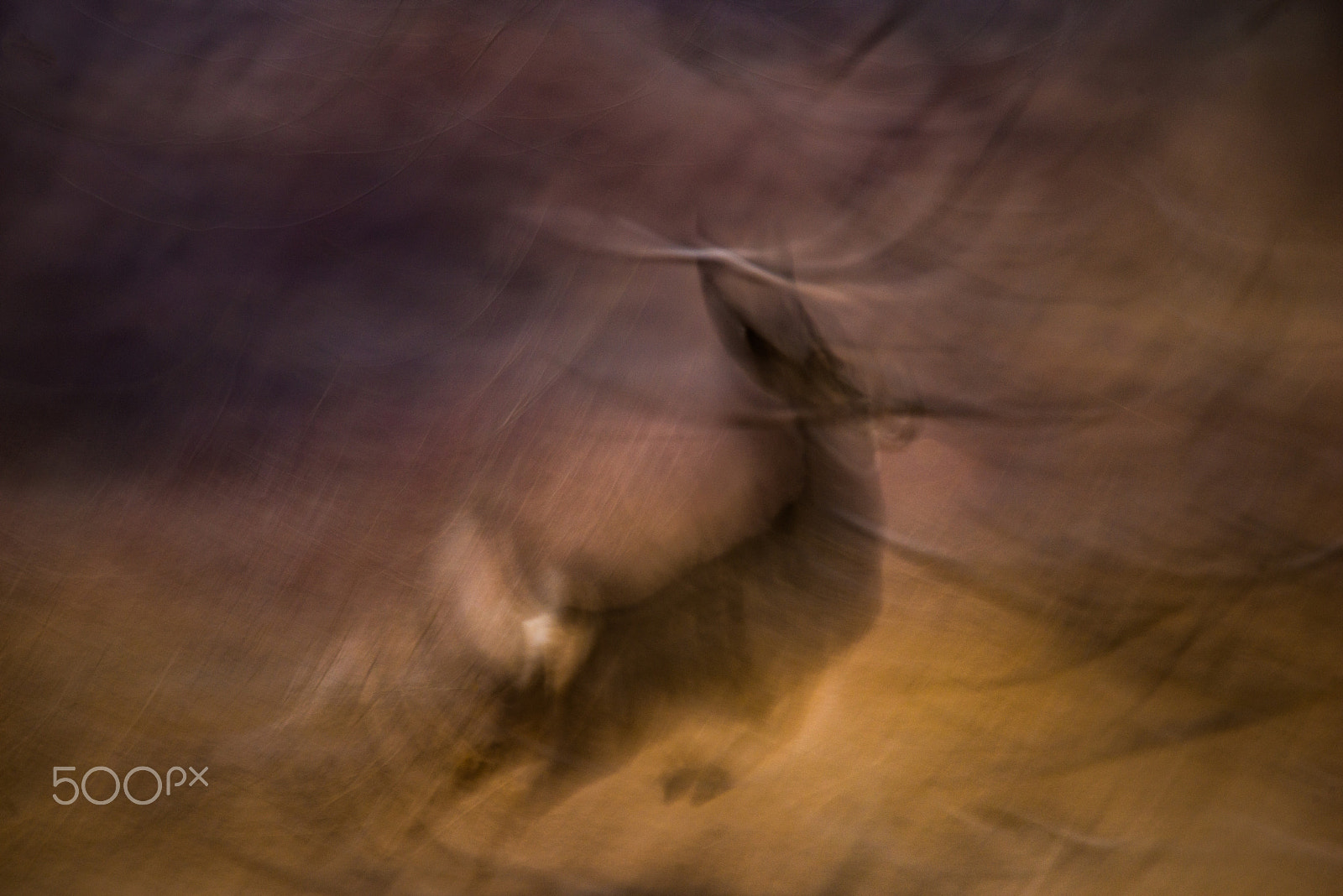 Sigma 150-600mm F5-6.3 DG OS HSM | S sample photo. Dashing doe photography