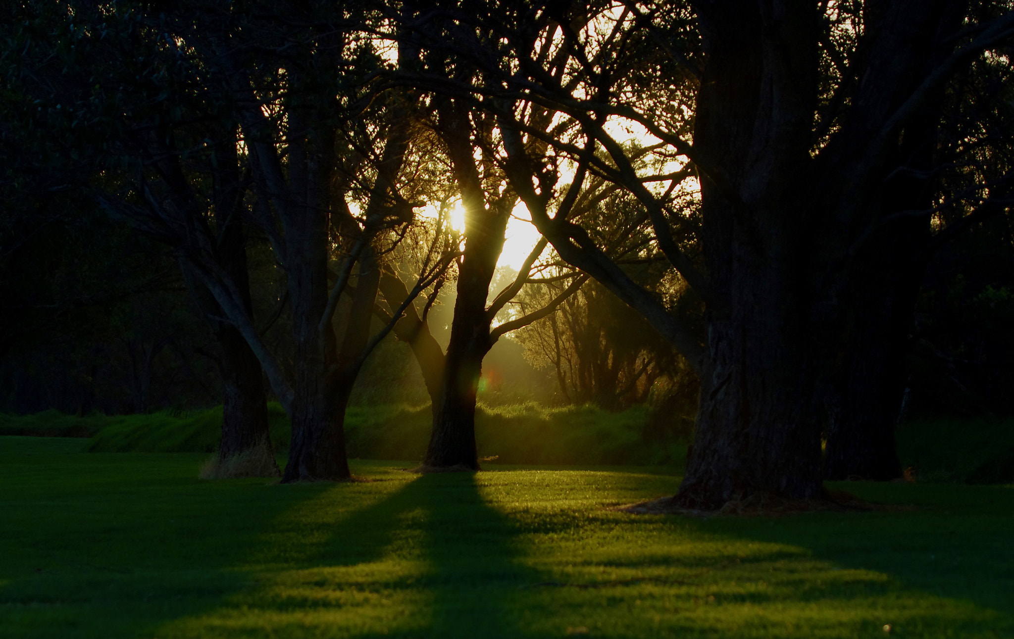 Pentax K-5 IIs sample photo. Light between trees photography