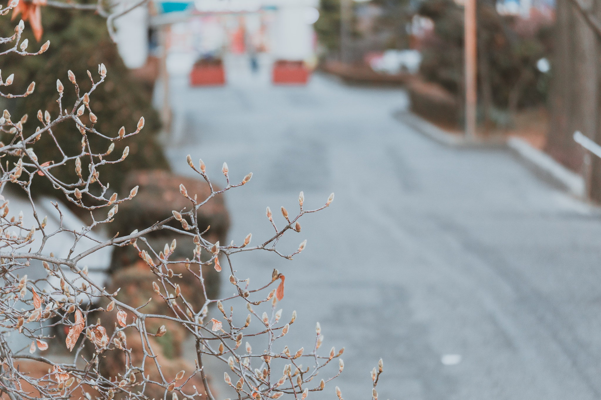 Tamron SP 35mm F1.8 Di VC USD sample photo. Sprouts in winter photography