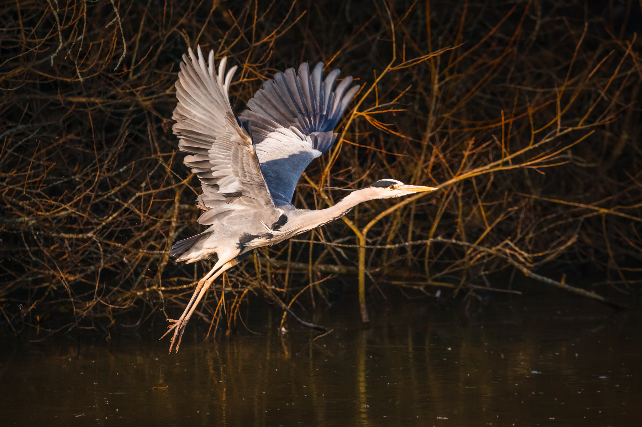 Tamron SP 150-600mm F5-6.3 Di VC USD sample photo. Launch photography