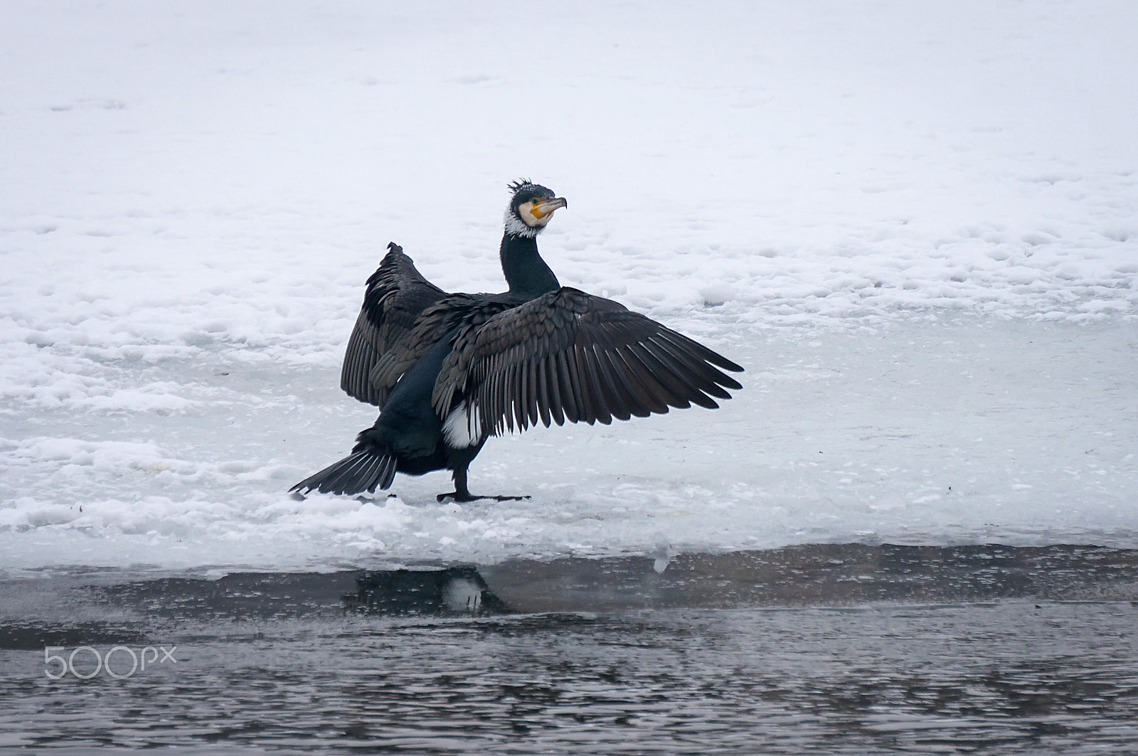 Sony Alpha NEX-6 + Sony E 55-210mm F4.5-6.3 OSS sample photo. Phalacrocorax photography