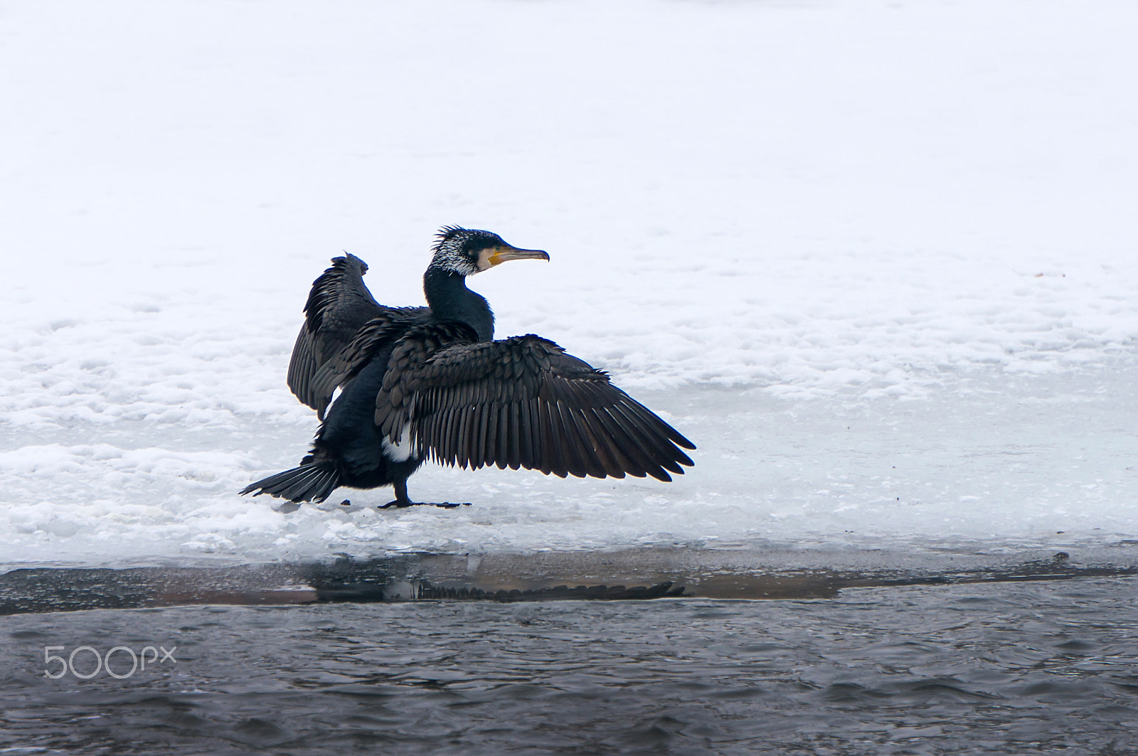 Sony Alpha NEX-6 + Sony E 55-210mm F4.5-6.3 OSS sample photo. Phalacrocorax photography