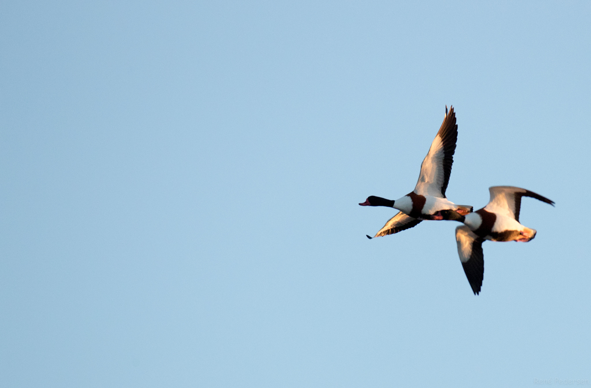 Canon EF 600mm f/4L IS sample photo. 17-01-15 mandø. photography