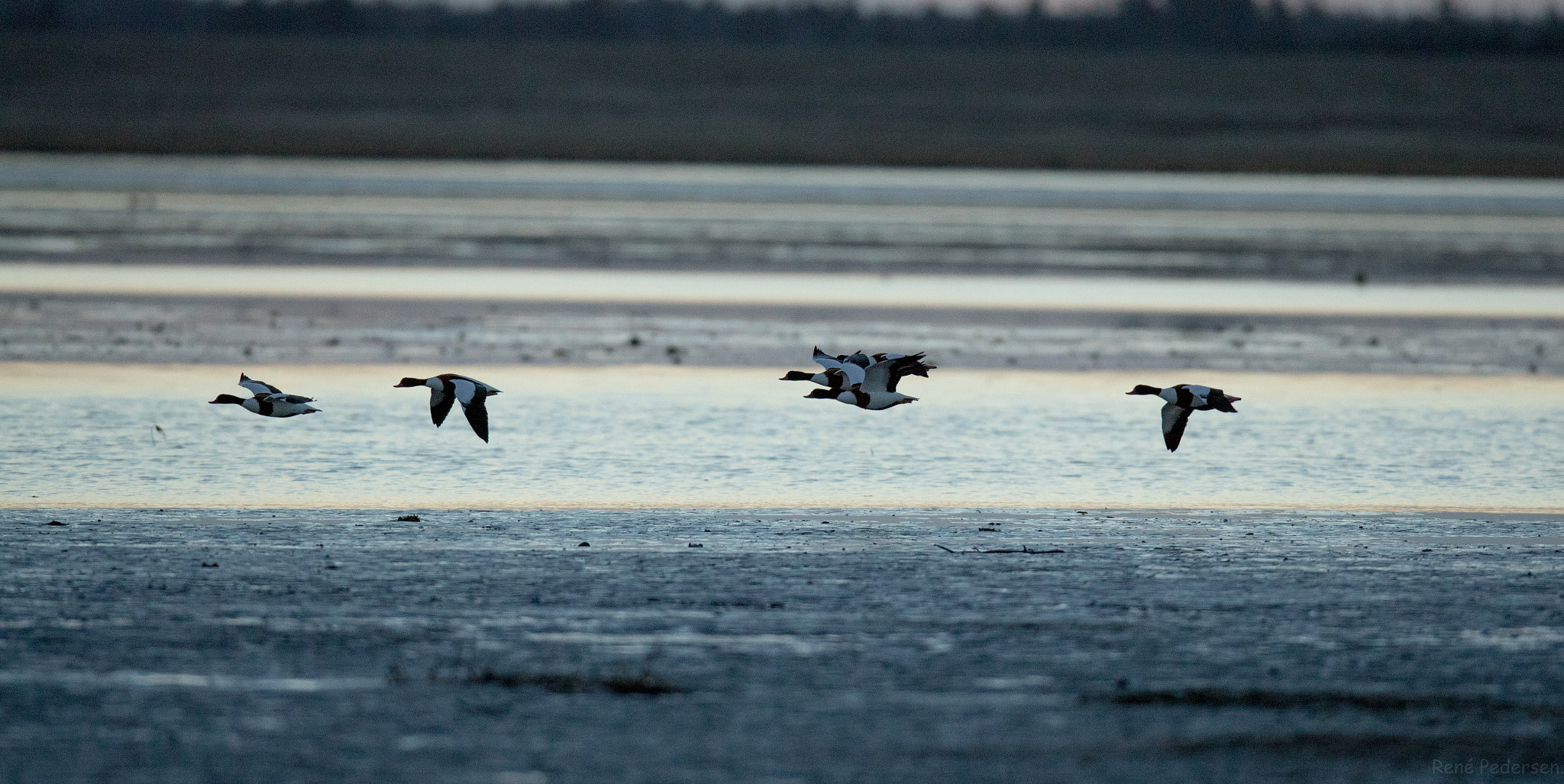 Canon EF 600mm f/4L IS sample photo. 17-01-15 mandø. photography