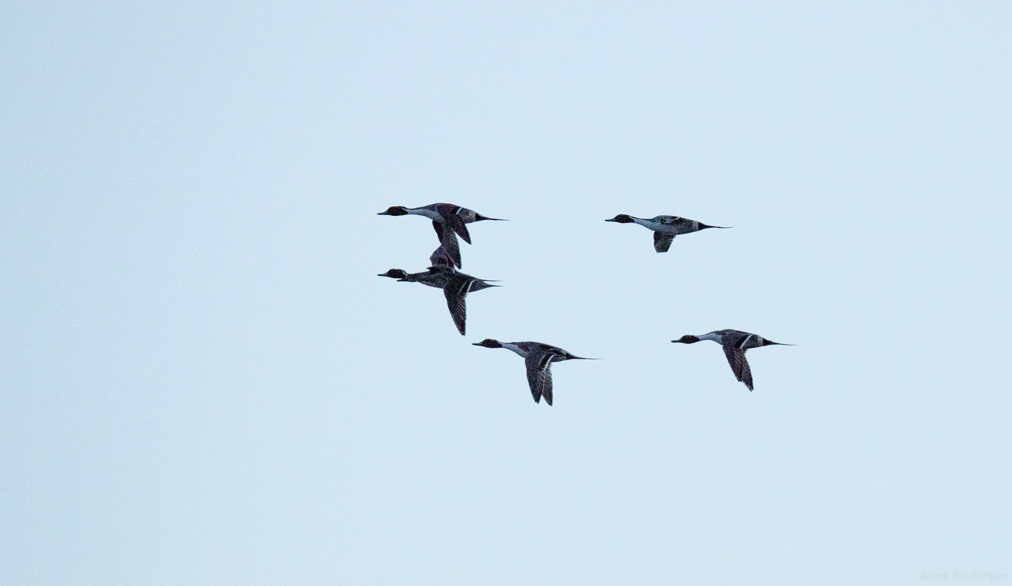 Canon EF 600mm f/4L IS sample photo. 17-01-15 mandø. photography