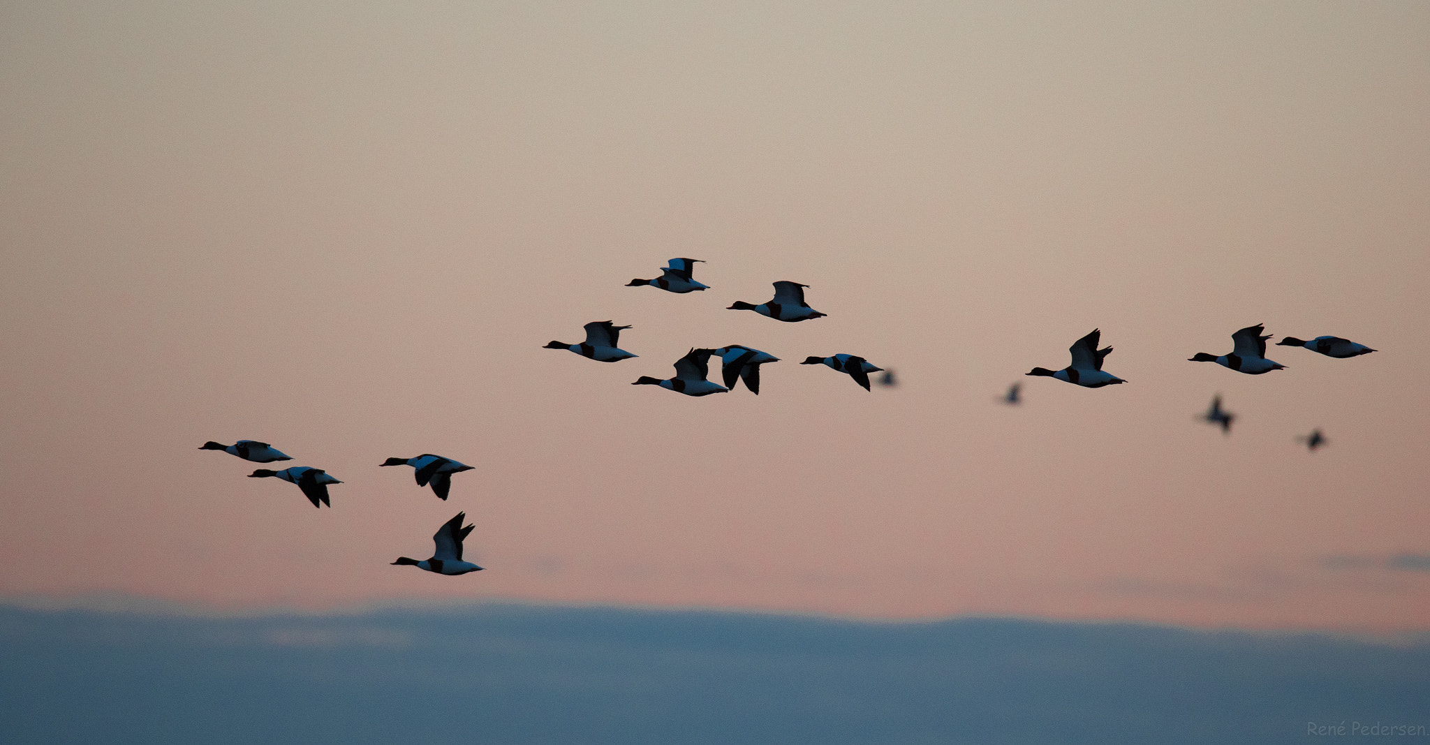 Canon EF 600mm f/4L IS sample photo. 17-01-15 mandø. photography