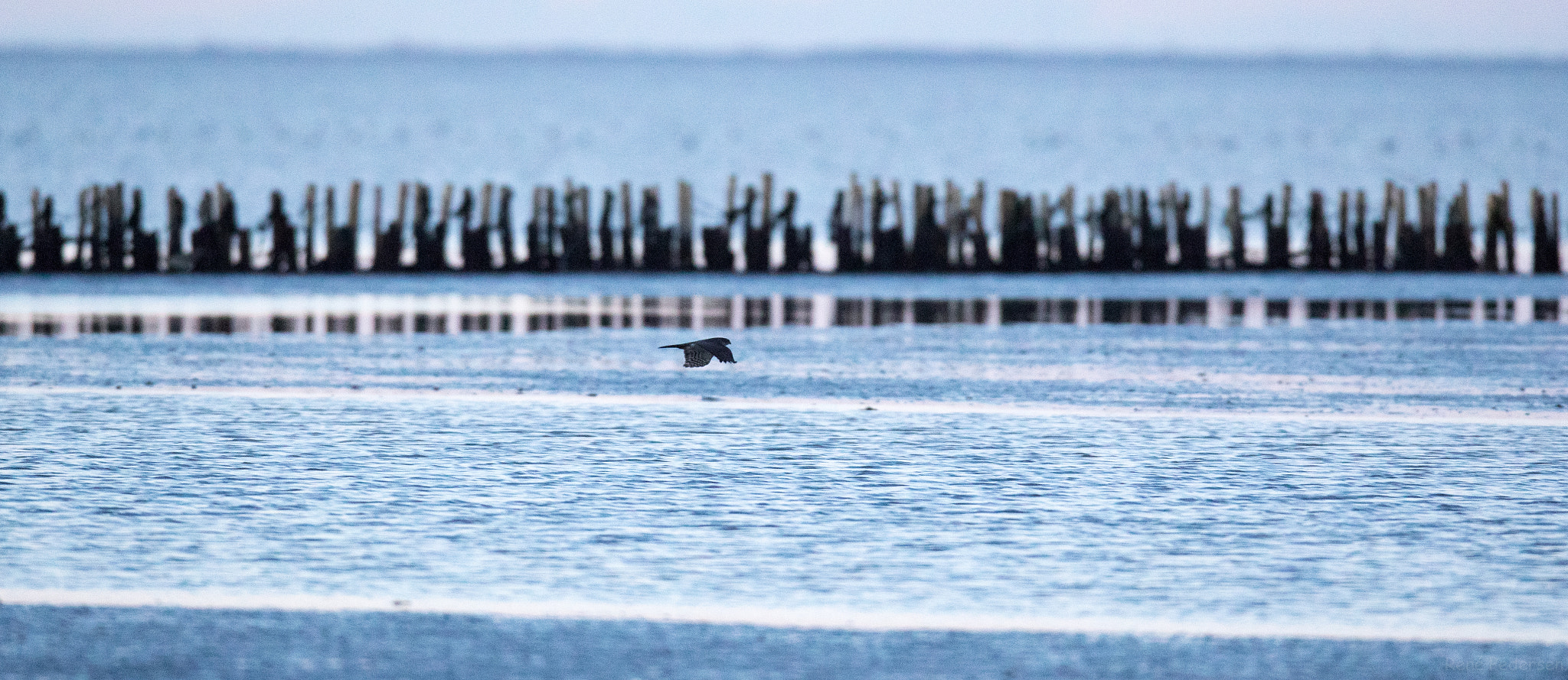 Canon EF 600mm f/4L IS sample photo. 17-01-15 mandø. photography