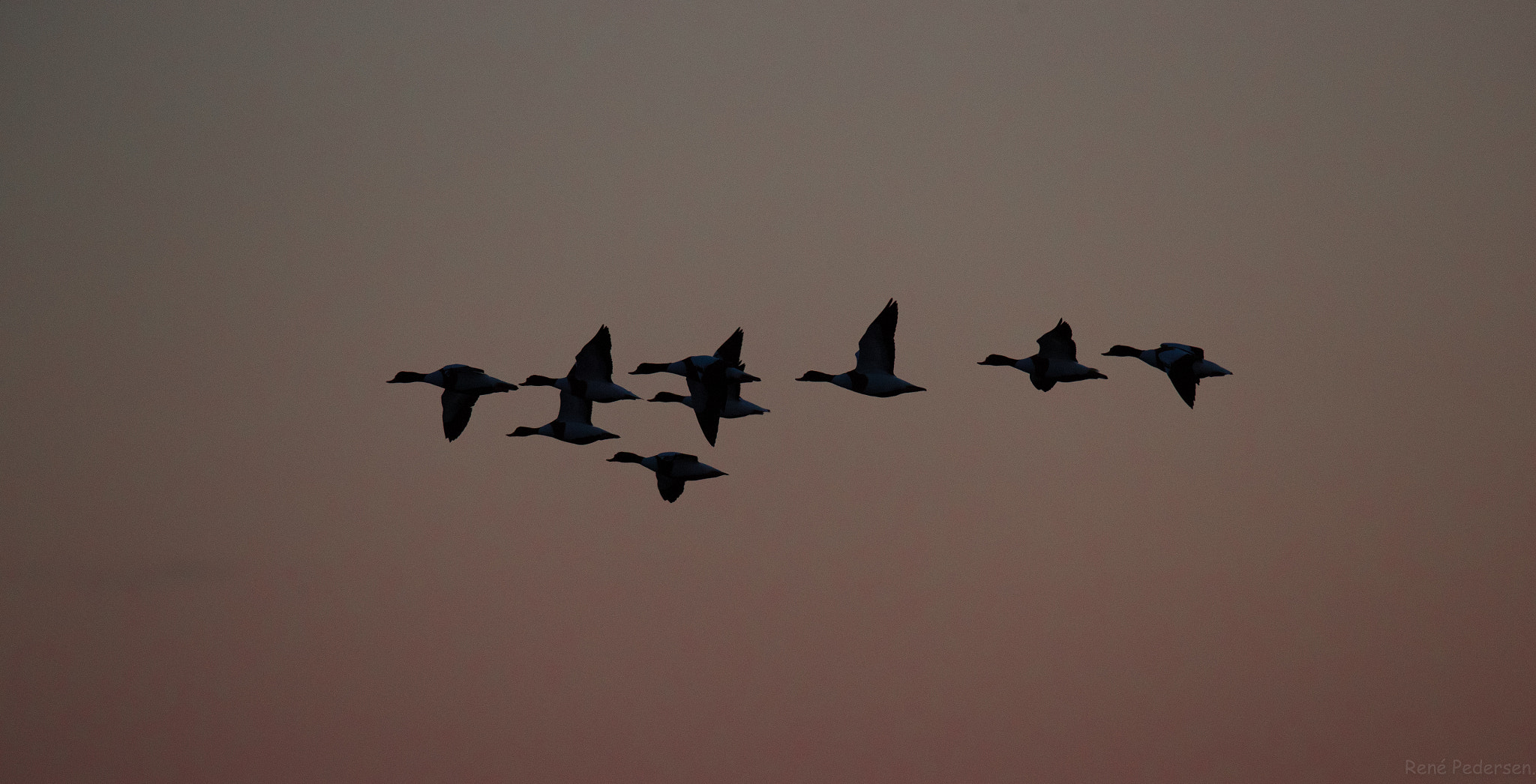 Canon EF 600mm f/4L IS sample photo. 17-01-15 mandø. photography