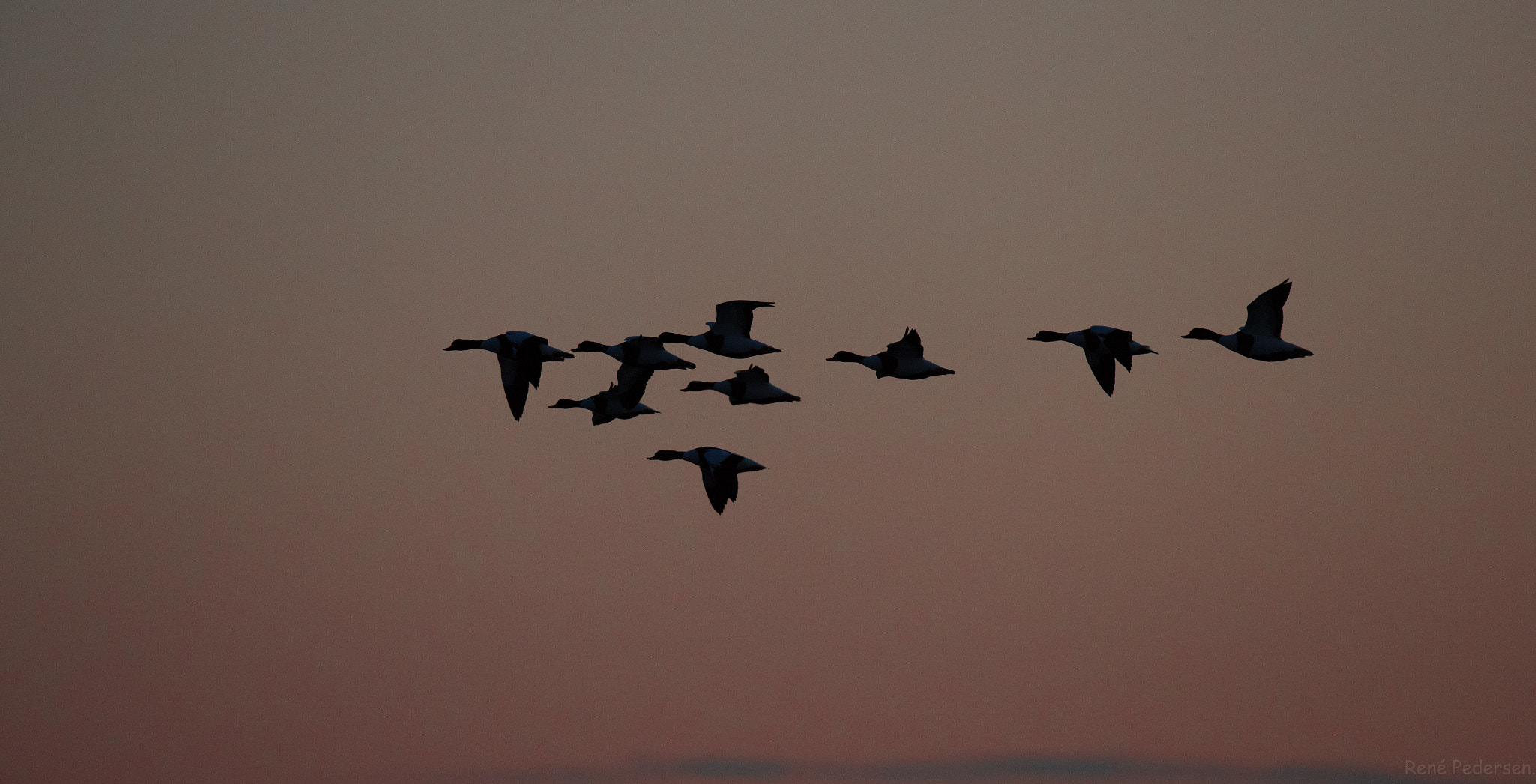 Canon EF 600mm f/4L IS sample photo. 17-01-15 mandø. photography