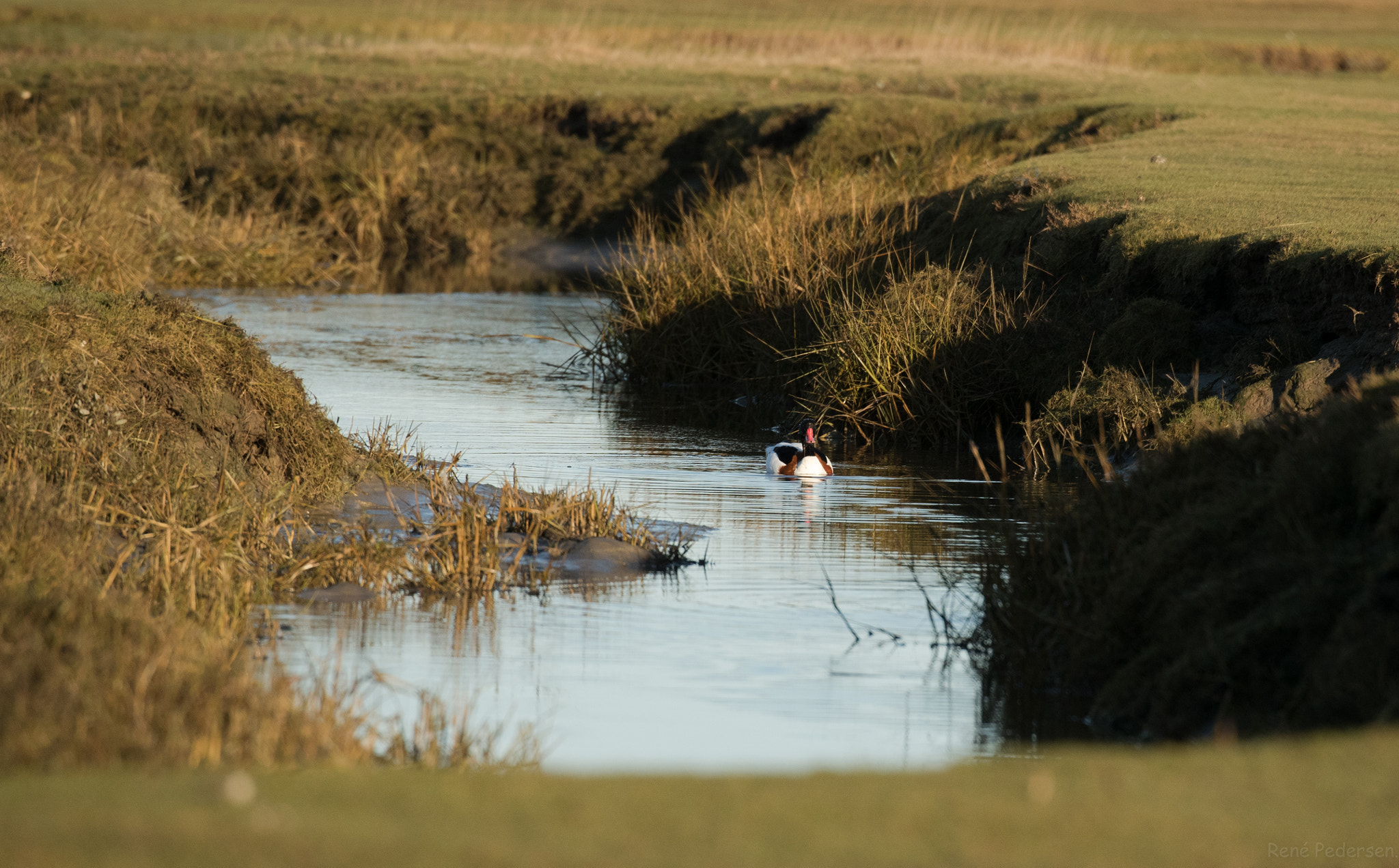 Canon EOS-1D X Mark II sample photo. 17-01-15 mandø. photography