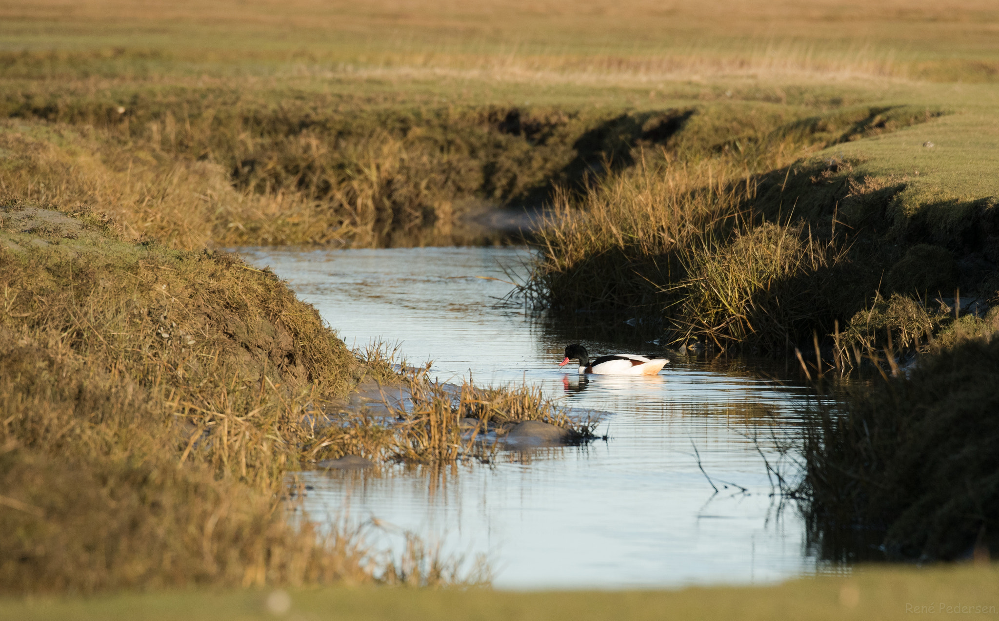 Canon EOS-1D X Mark II sample photo. 17-01-15 mandø. photography