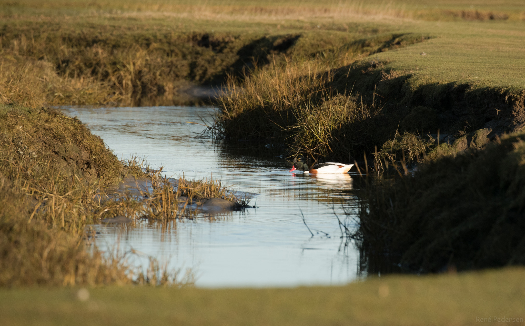 Canon EOS-1D X Mark II sample photo. 17-01-15 mandø. photography