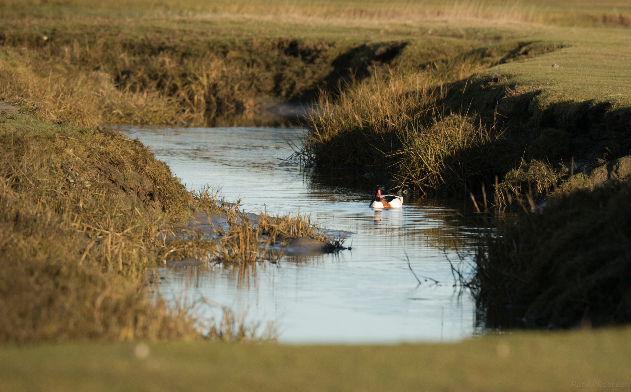 Canon EOS-1D X Mark II sample photo. 17-01-15 mandø. photography