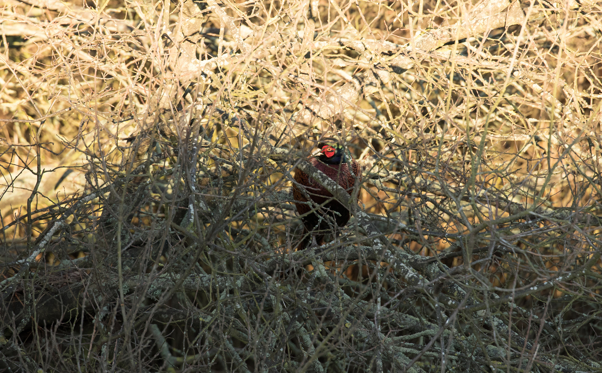 Canon EOS-1D X Mark II sample photo. 17-01-15 mandø. photography