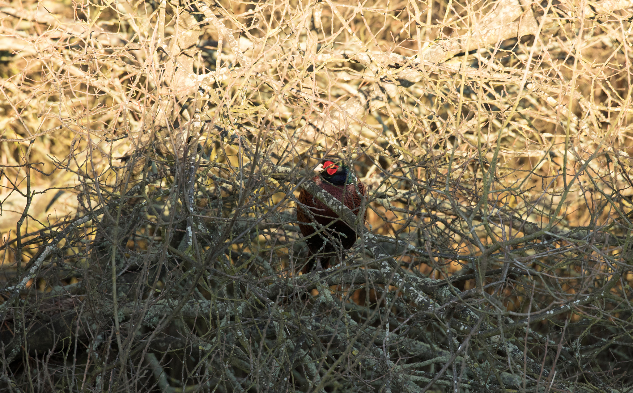 Canon EOS-1D X Mark II sample photo. 17-01-15 mandø. photography