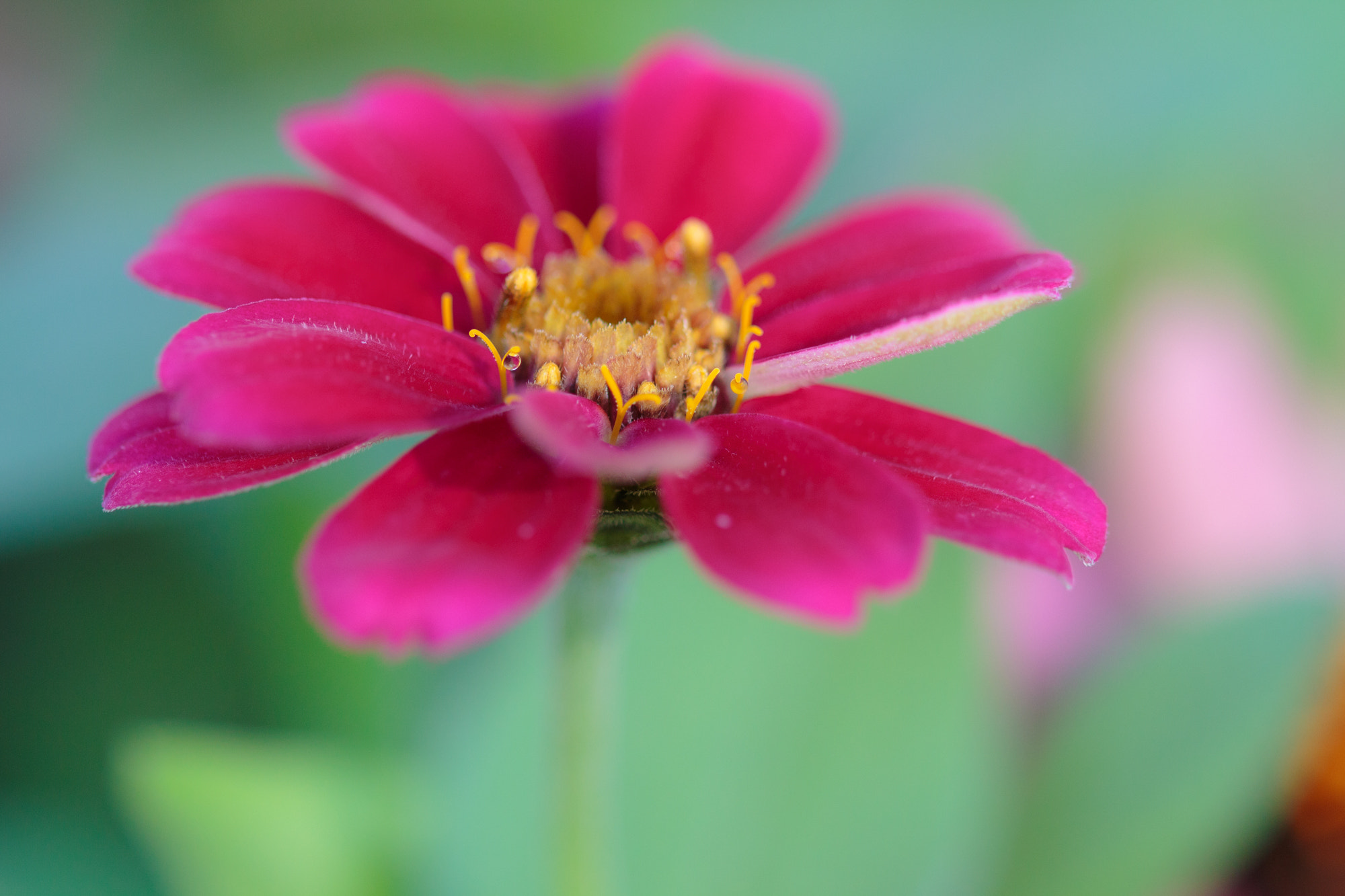 Sigma 105mm F2.8 EX DG OS HSM sample photo