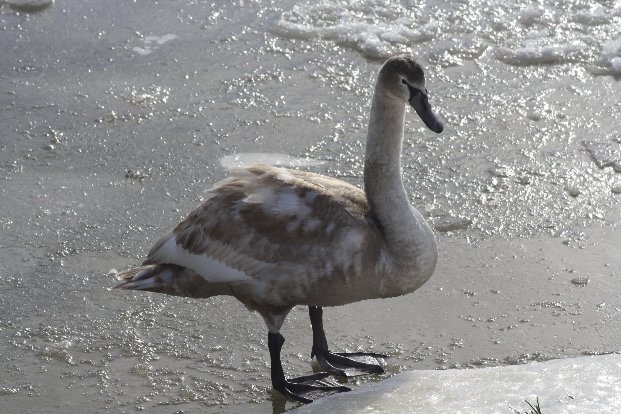 Canon EF 80-200mm F4.5-5.6 II sample photo. Img photography
