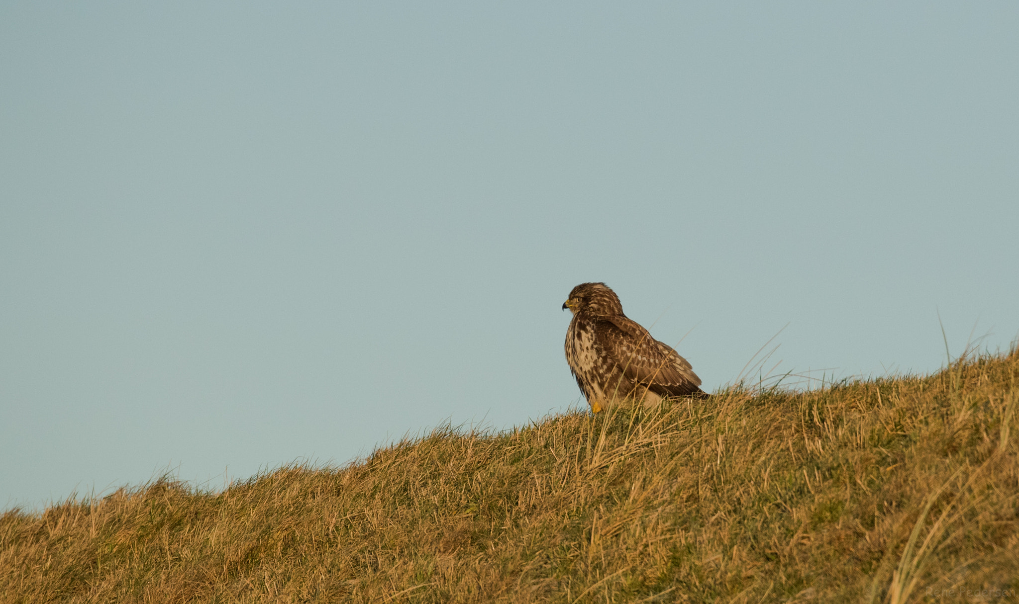 Canon EOS-1D X Mark II sample photo. 17-01-15 mandø. photography