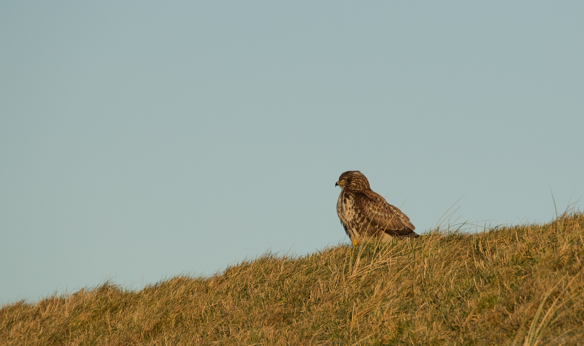 Canon EOS-1D X Mark II sample photo. 17-01-15 mandø. photography