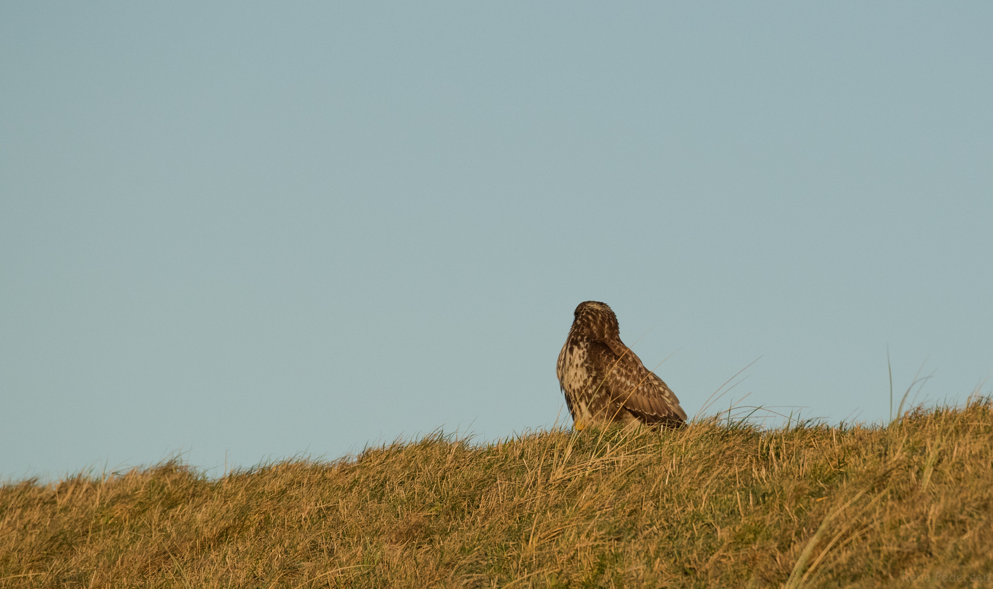 Canon EOS-1D X Mark II sample photo. 17-01-15 mandø. photography