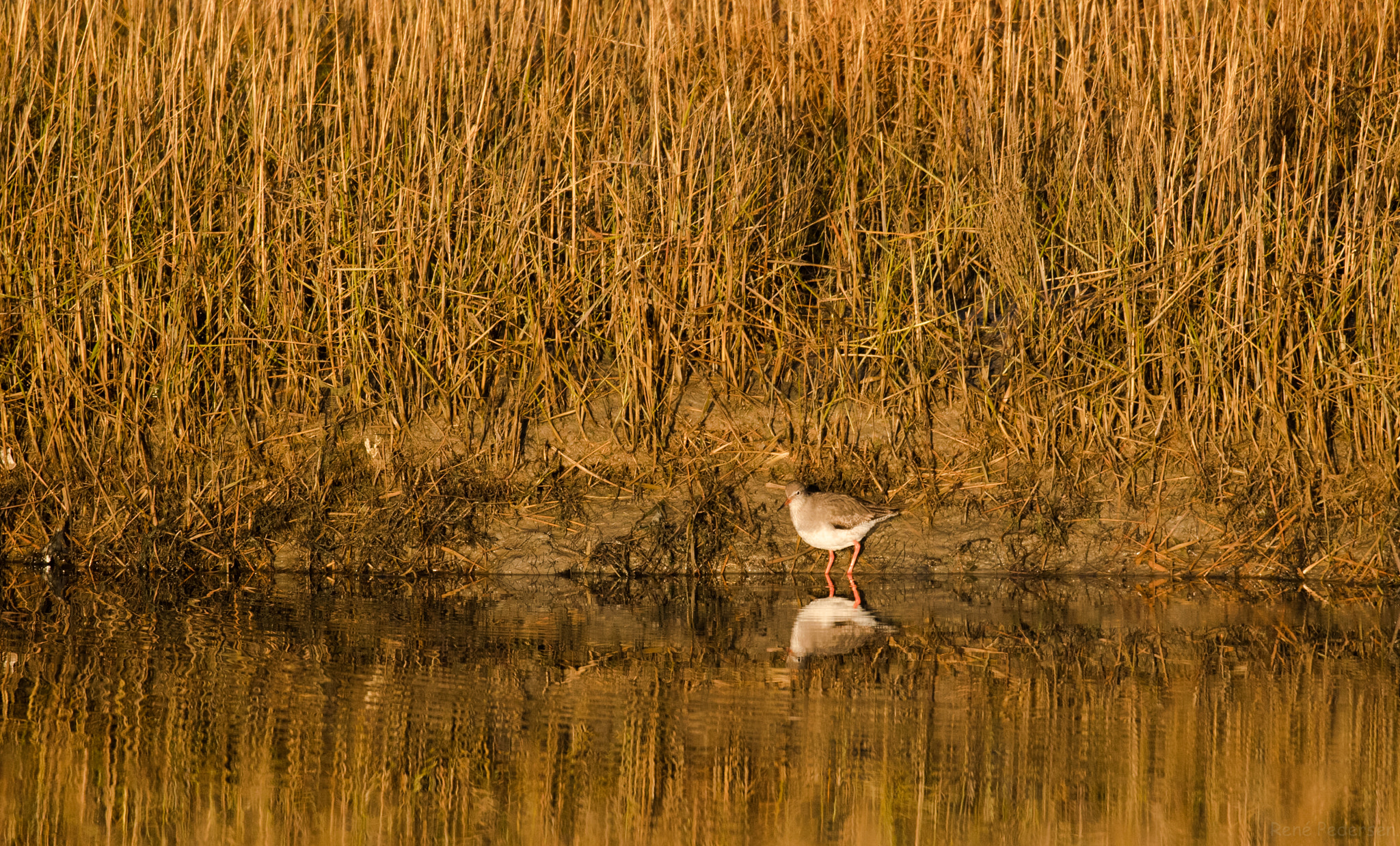 Canon EOS-1D X Mark II sample photo. 17-01-15 mandø. photography