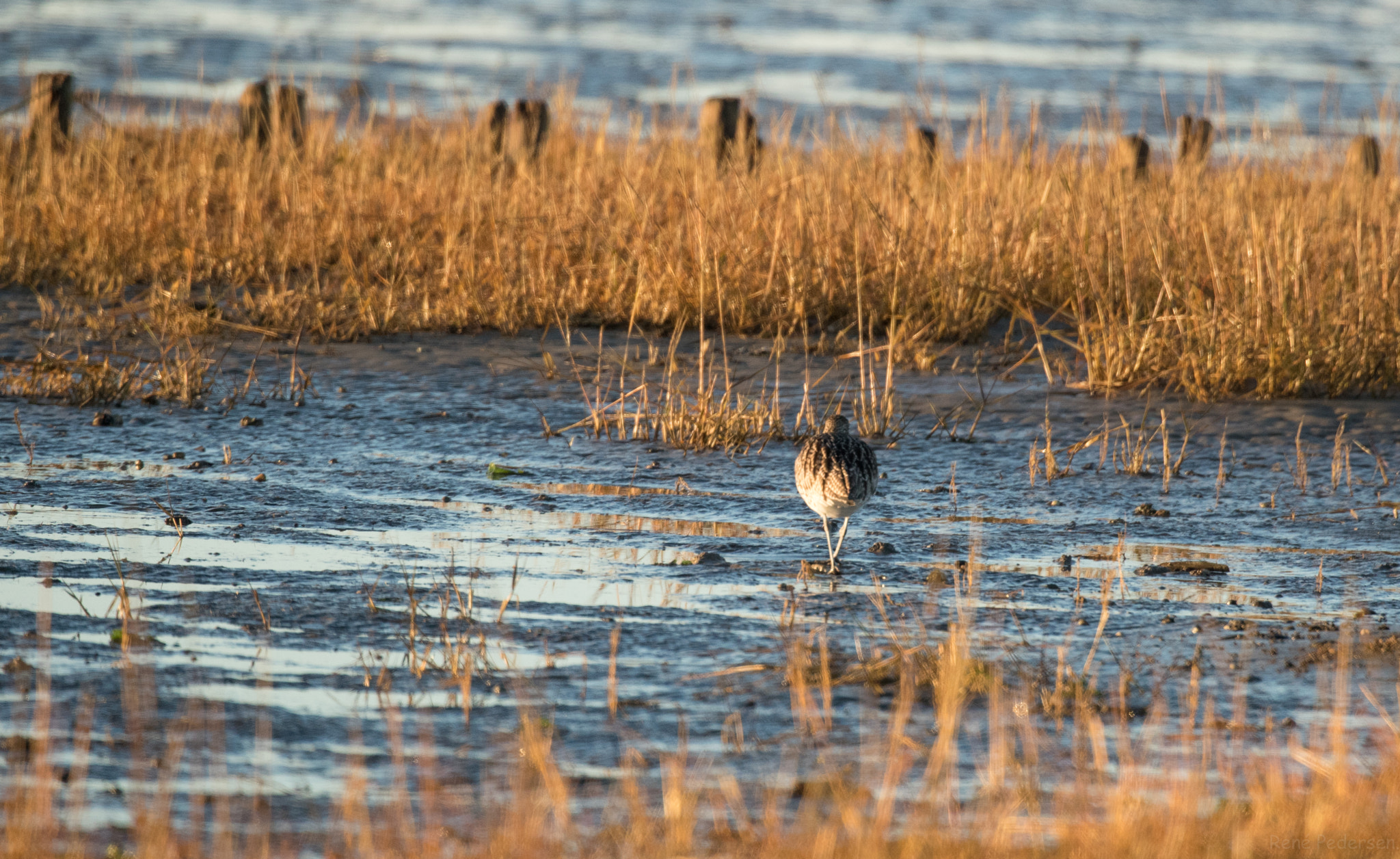 Canon EOS-1D X Mark II sample photo. 17-01-15 mandø. photography